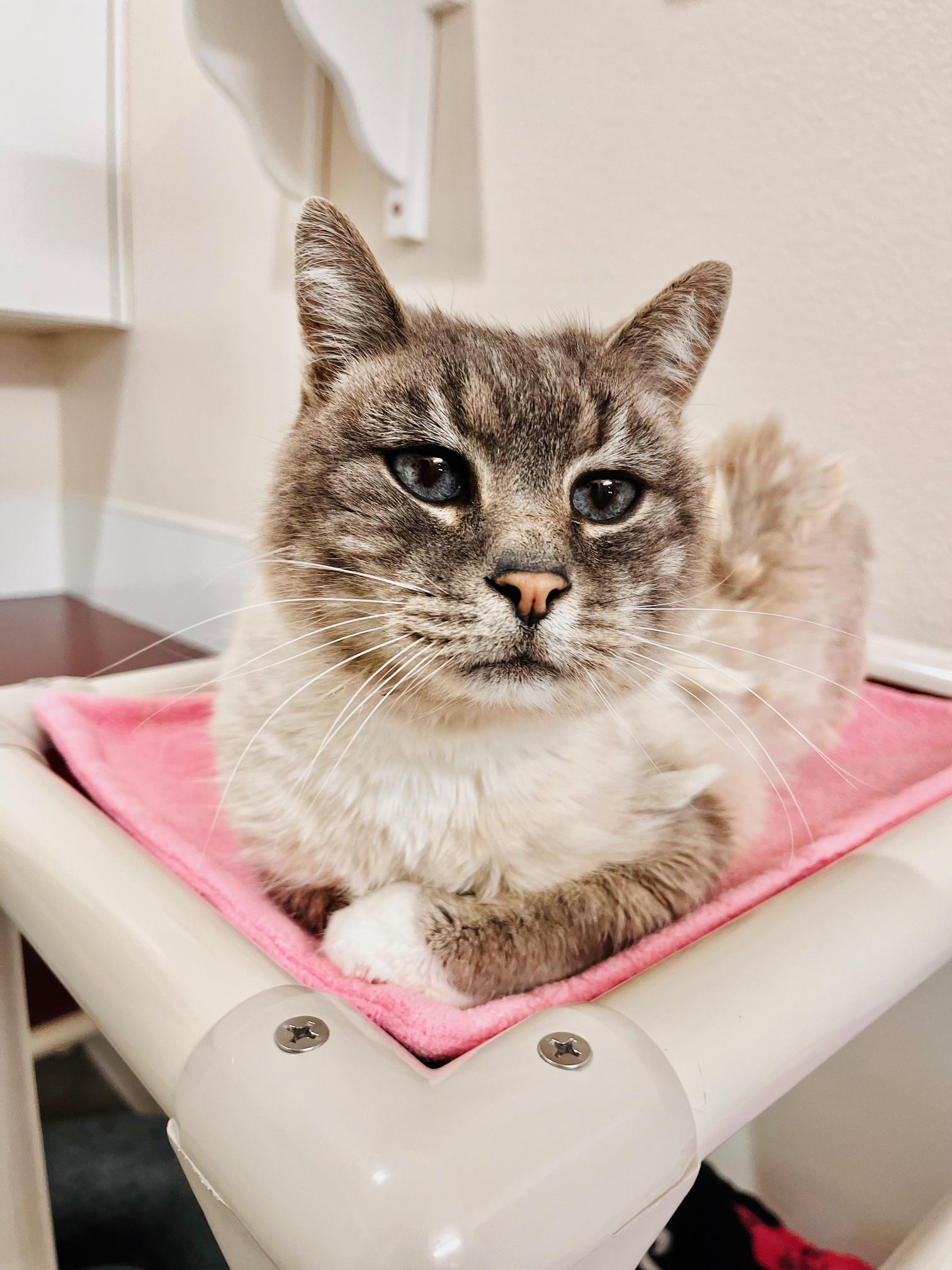 Chance, ADOPTABLE, Senior Male Domestic Short Hair.