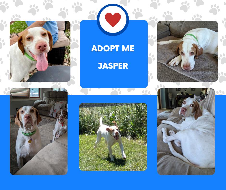 Enlarge Jasper (MN), a Adoptable English Pointer in Bridgeton, NJ image 1/1