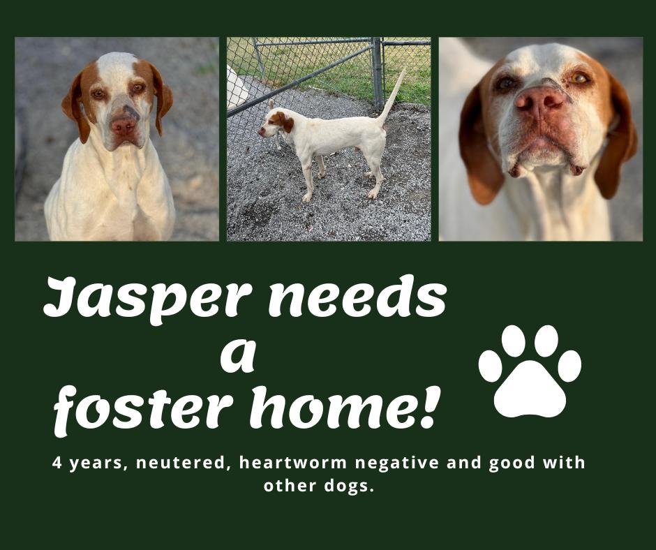 Jasper (MN), Adoptable, Adult Male English Pointer.