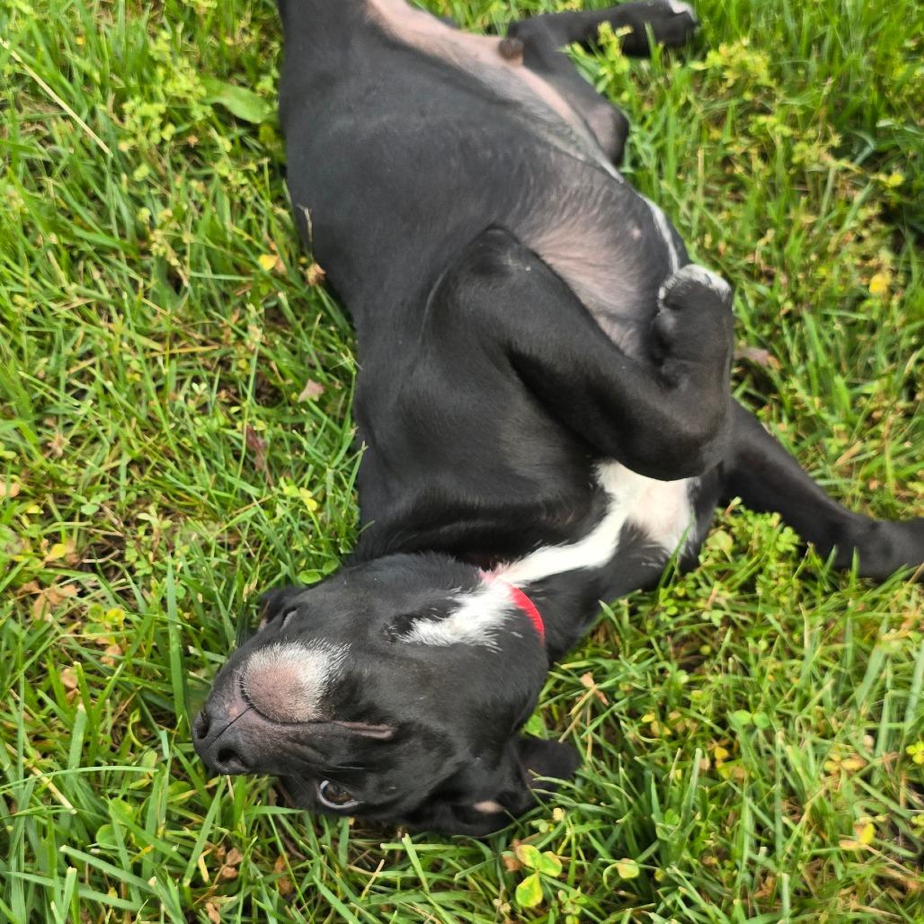 Gryffindor, Adoptable, Young Male Black Labrador Retriever & Mixed Breed.