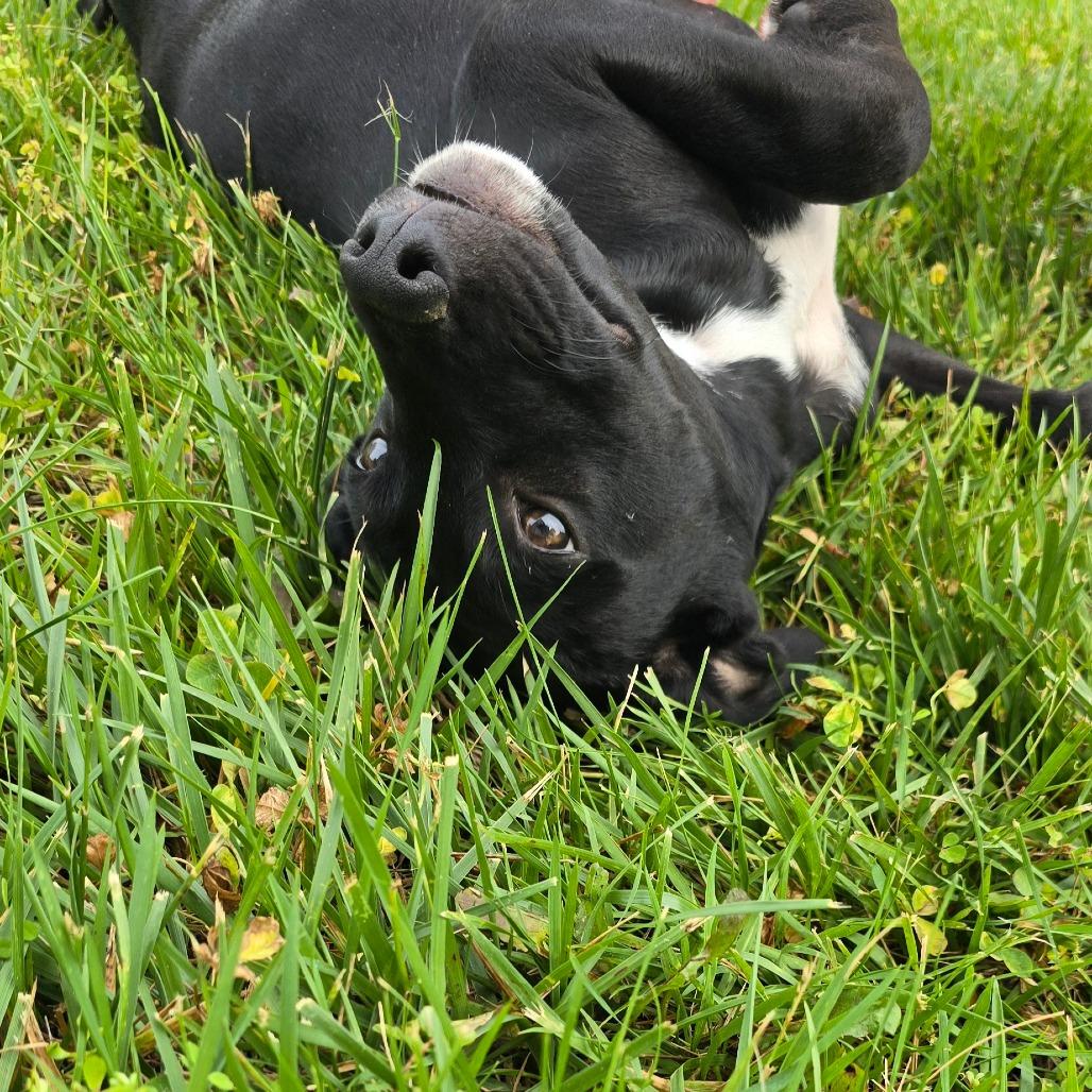 Gryffindor, a Adoptable mixed breed in Peculiar, MO image 2/5