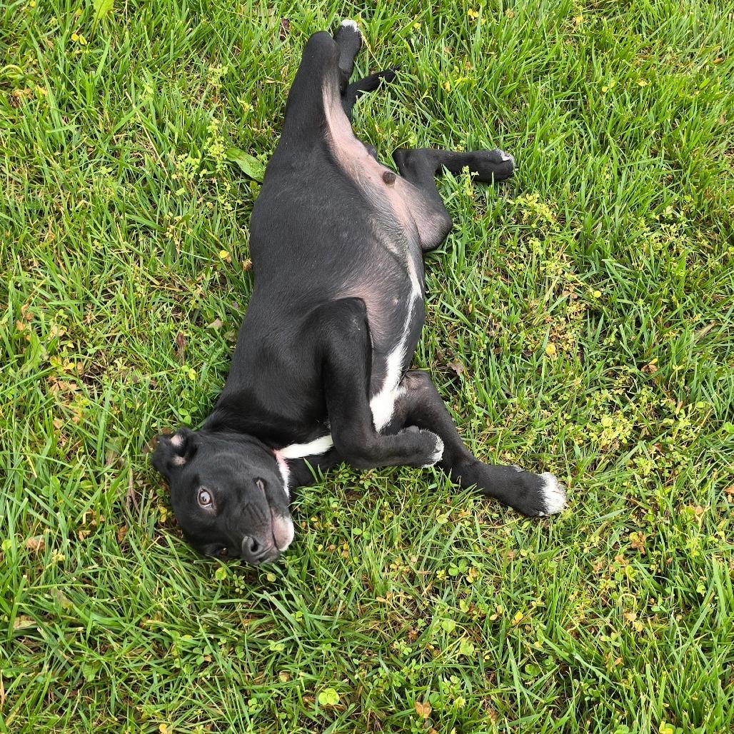 Gryffindor, a Adoptable mixed breed in Peculiar, MO image 3/5