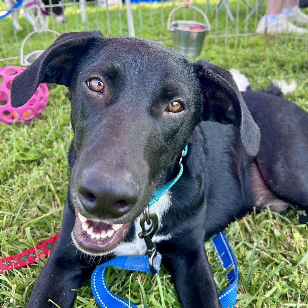 Enlarge Gryffindor, a Adoptable mixed breed in Peculiar, MO image 4/6