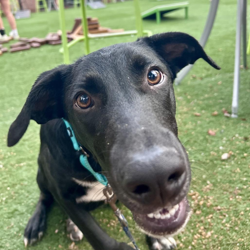 Enlarge Gryffindor, a Adoptable mixed breed in Peculiar, MO image 6/6