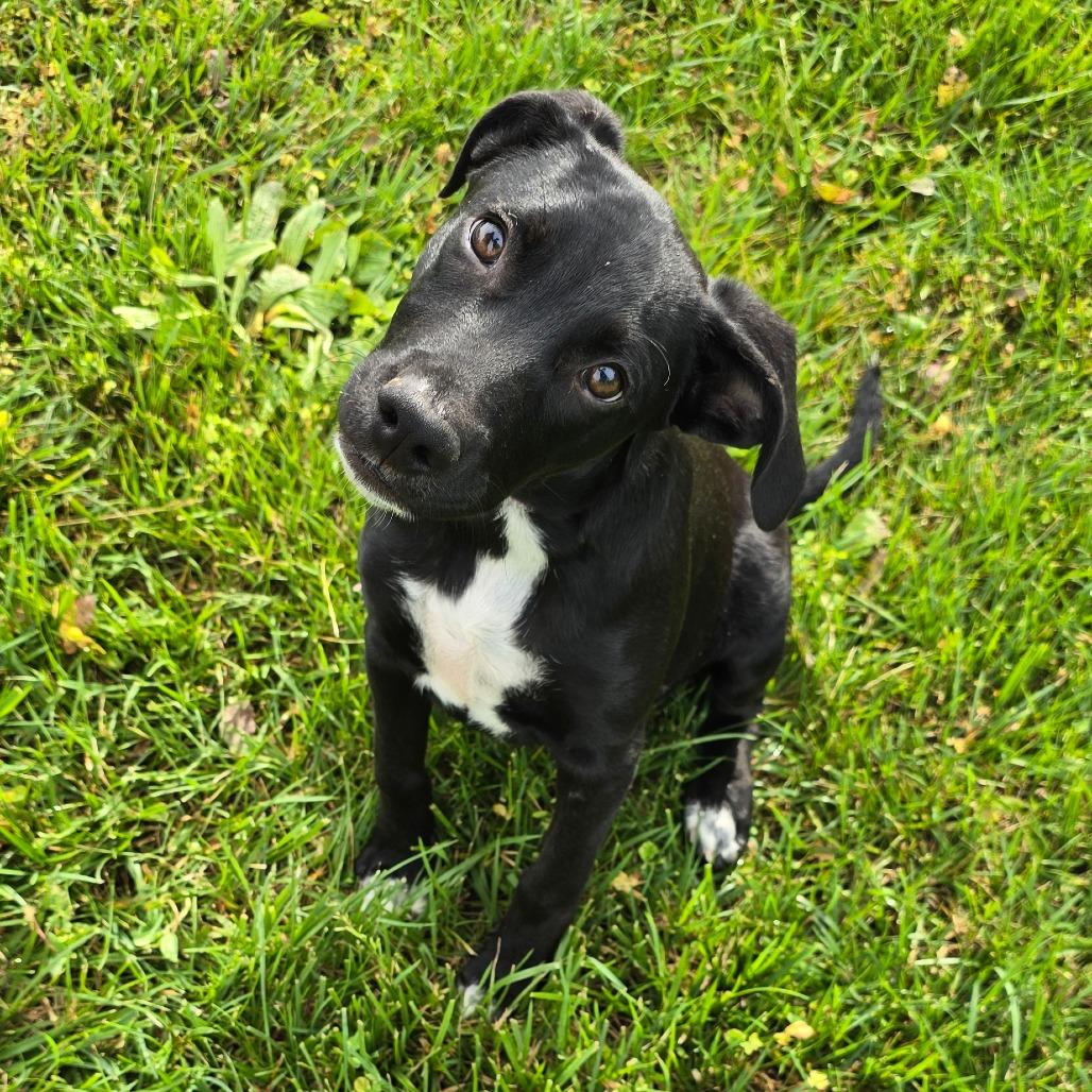 Gryffindor, a Adoptable mixed breed in Peculiar, MO image 5/5