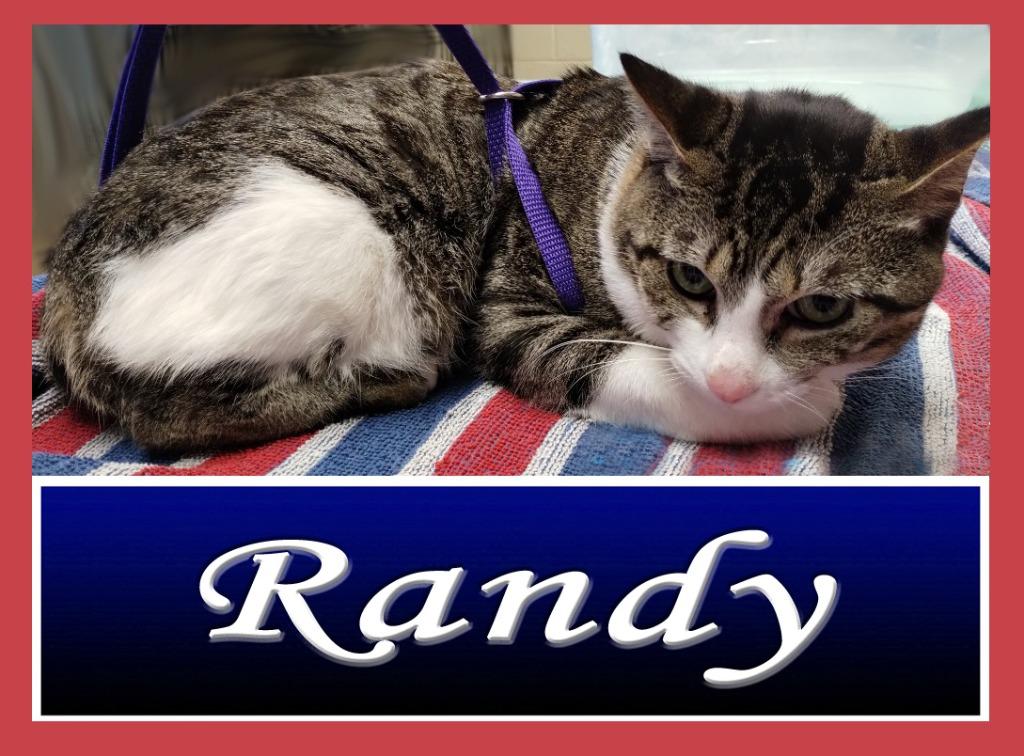 Enlarge Randy, a Adopted mixed breed in Mena, AR image 1/1