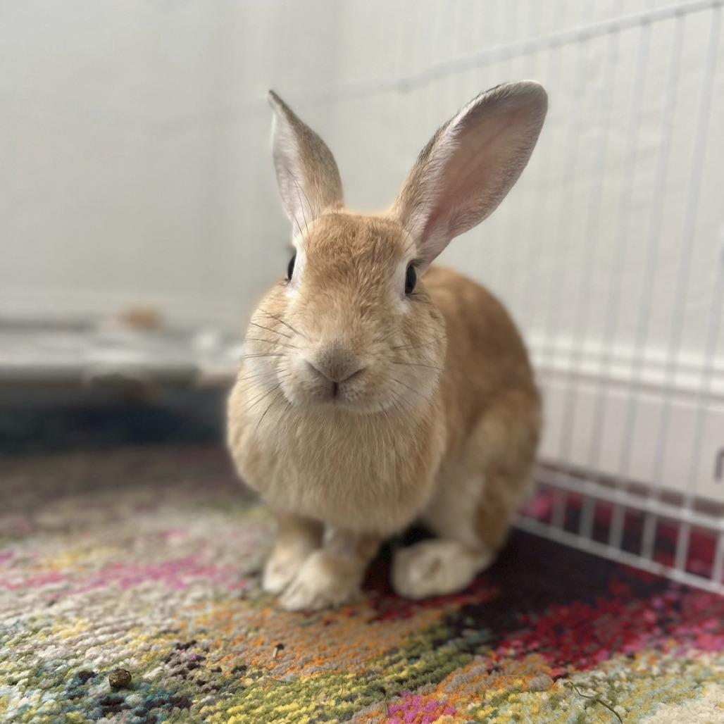 Talia, Adoptable, Senior Female Bunny Rabbit & Rabbit, DomesticMix.