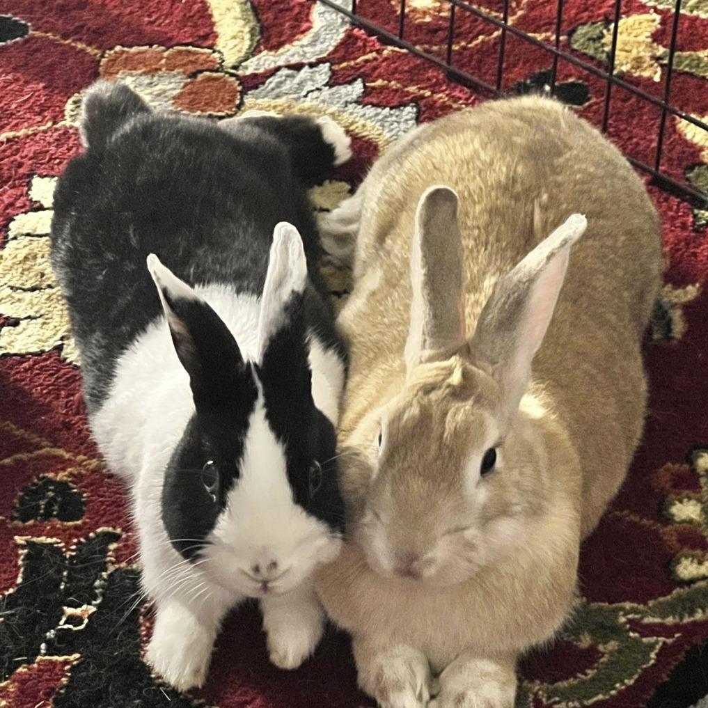 Enlarge Talia, a Adoptable mixed breed in Miami, FL image 2/6