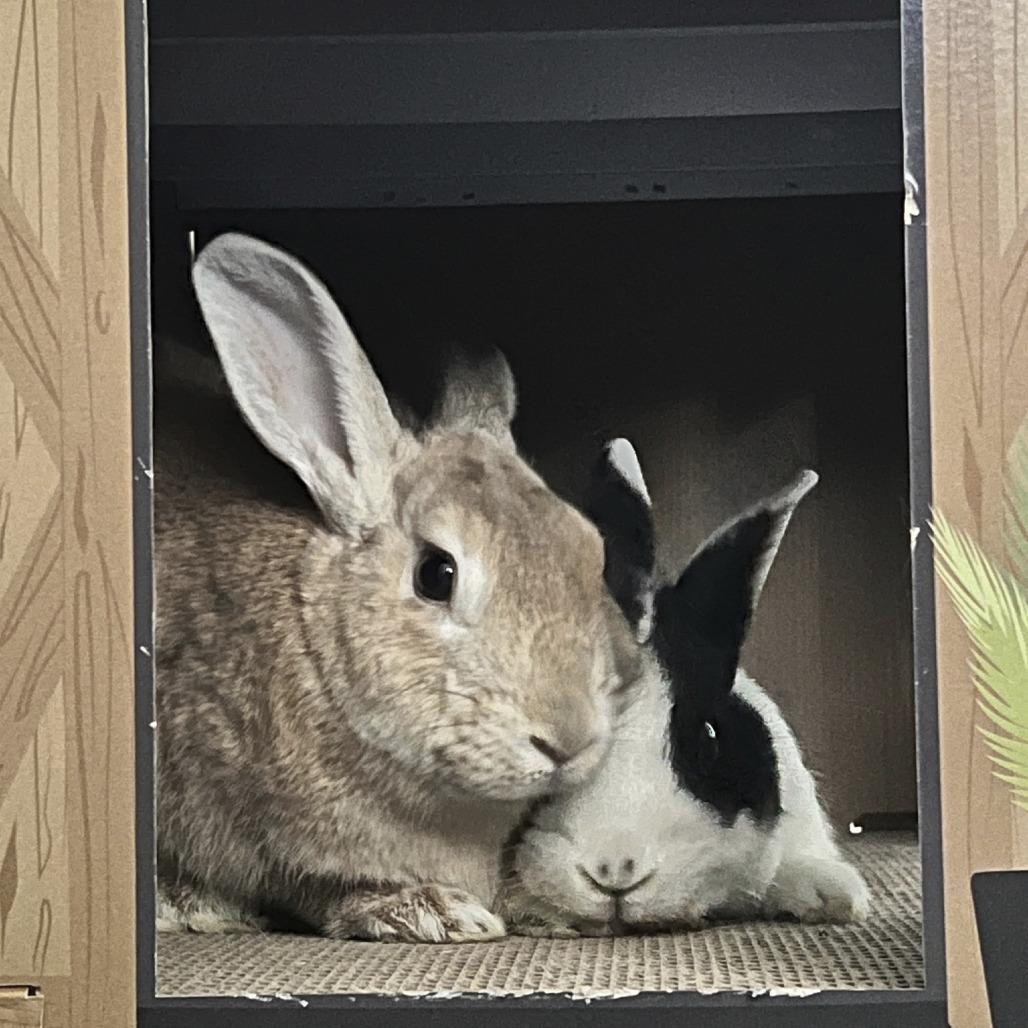 Enlarge Talia, a Adoptable mixed breed in Miami, FL image 4/6