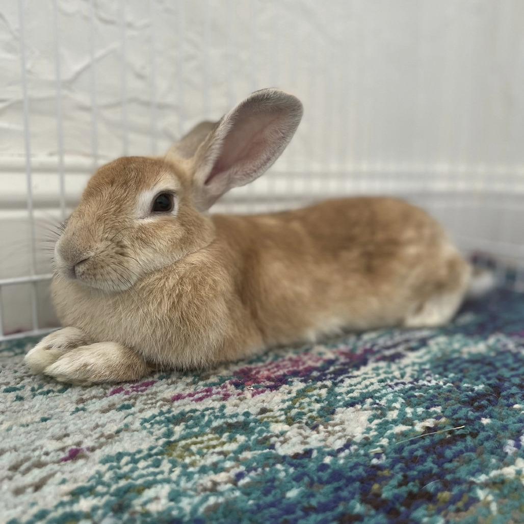 Enlarge Talia, a Adoptable mixed breed in Miami, FL image 5/6