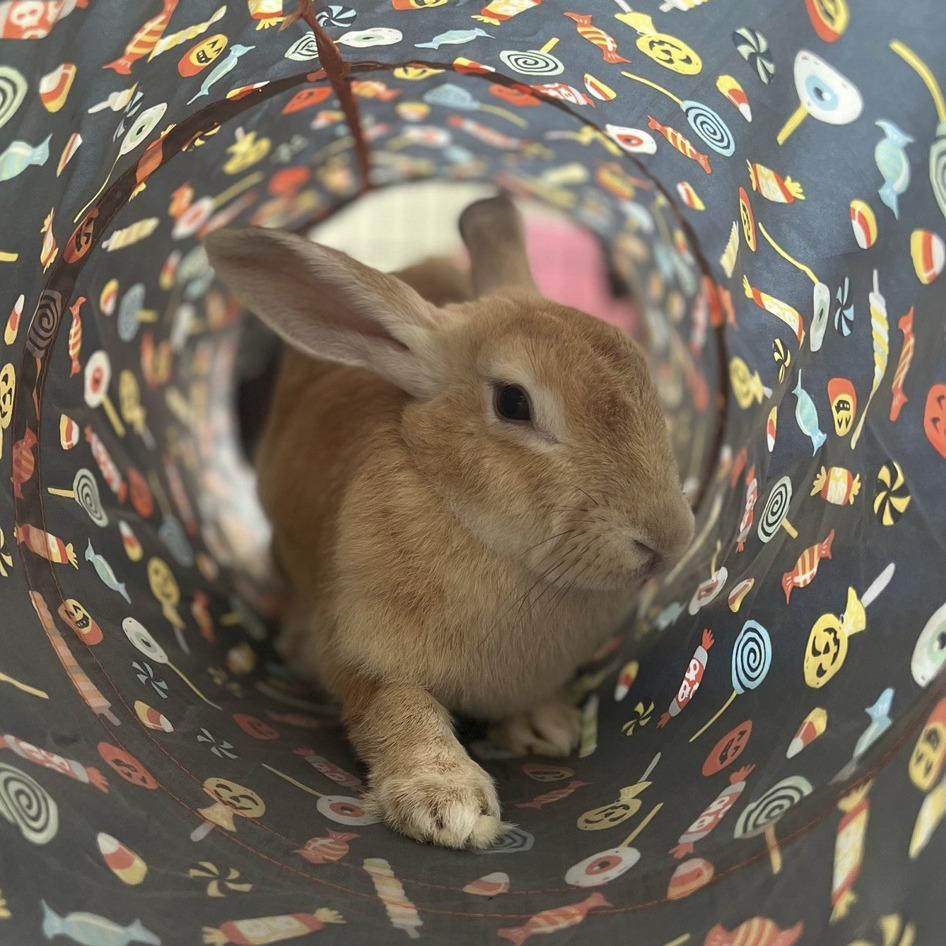 Enlarge Talia, a Adoptable mixed breed in Miami, FL image 6/6