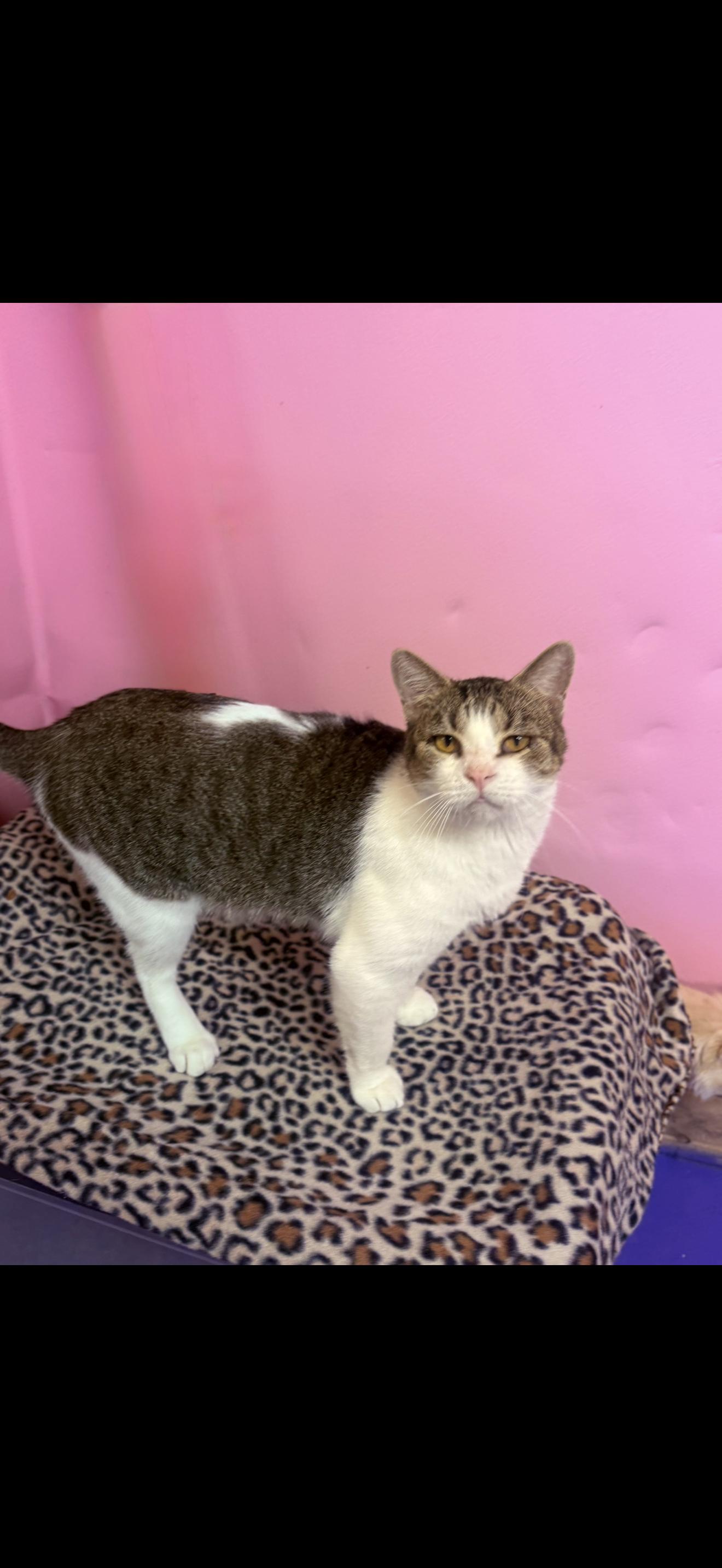 Guido, adopted, Adult Male American Shorthair.