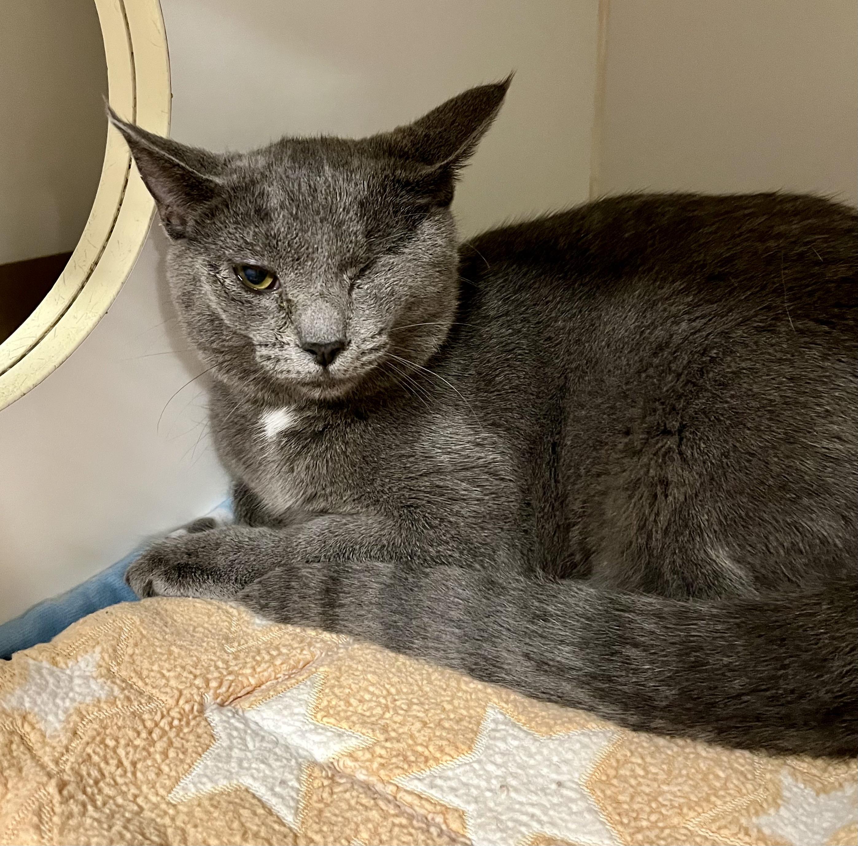 McKenna, Adoptable, Kitten Female Domestic Short Hair.