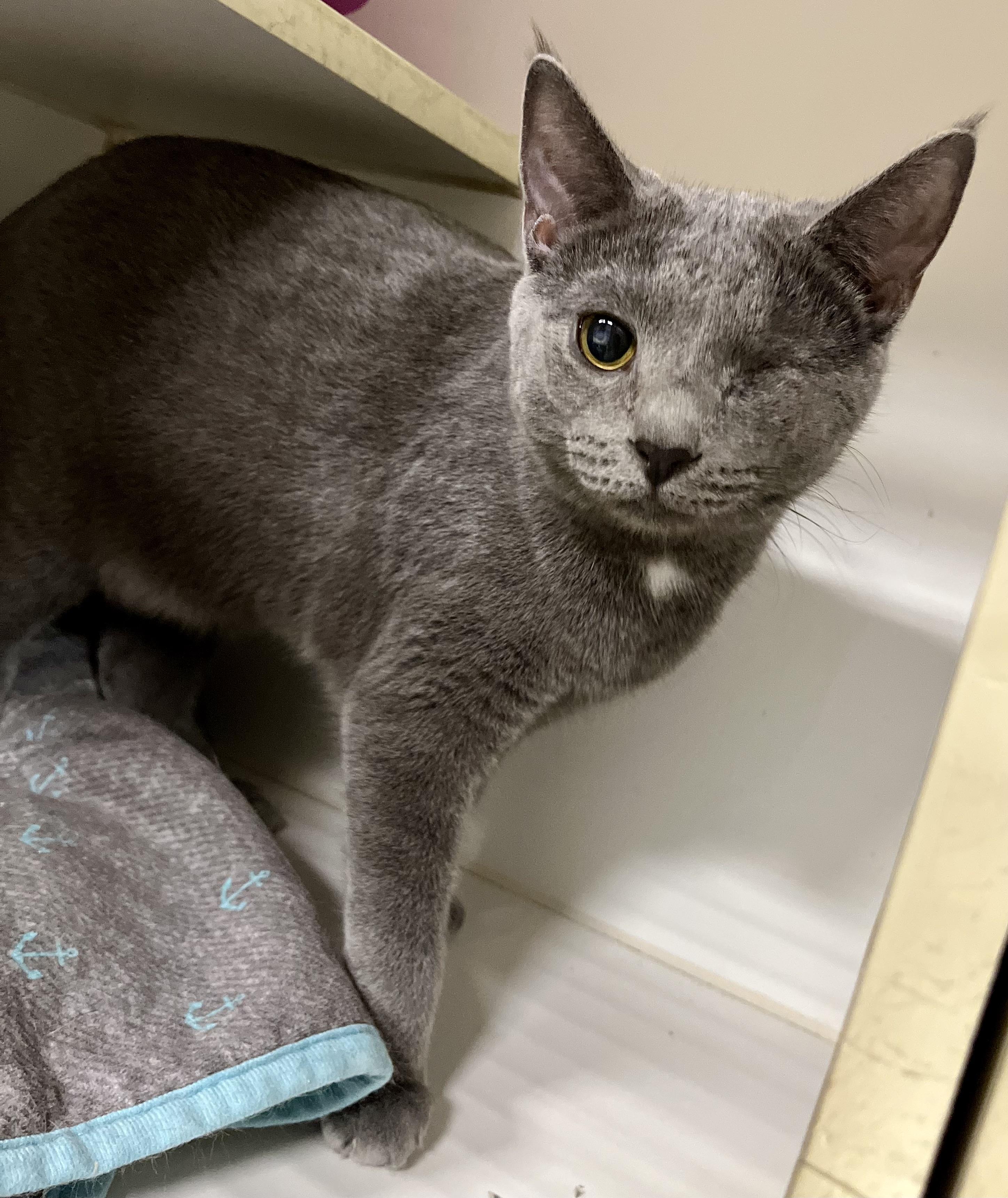 McKenna, adoptable, Kitten Female Domestic Short Hair.