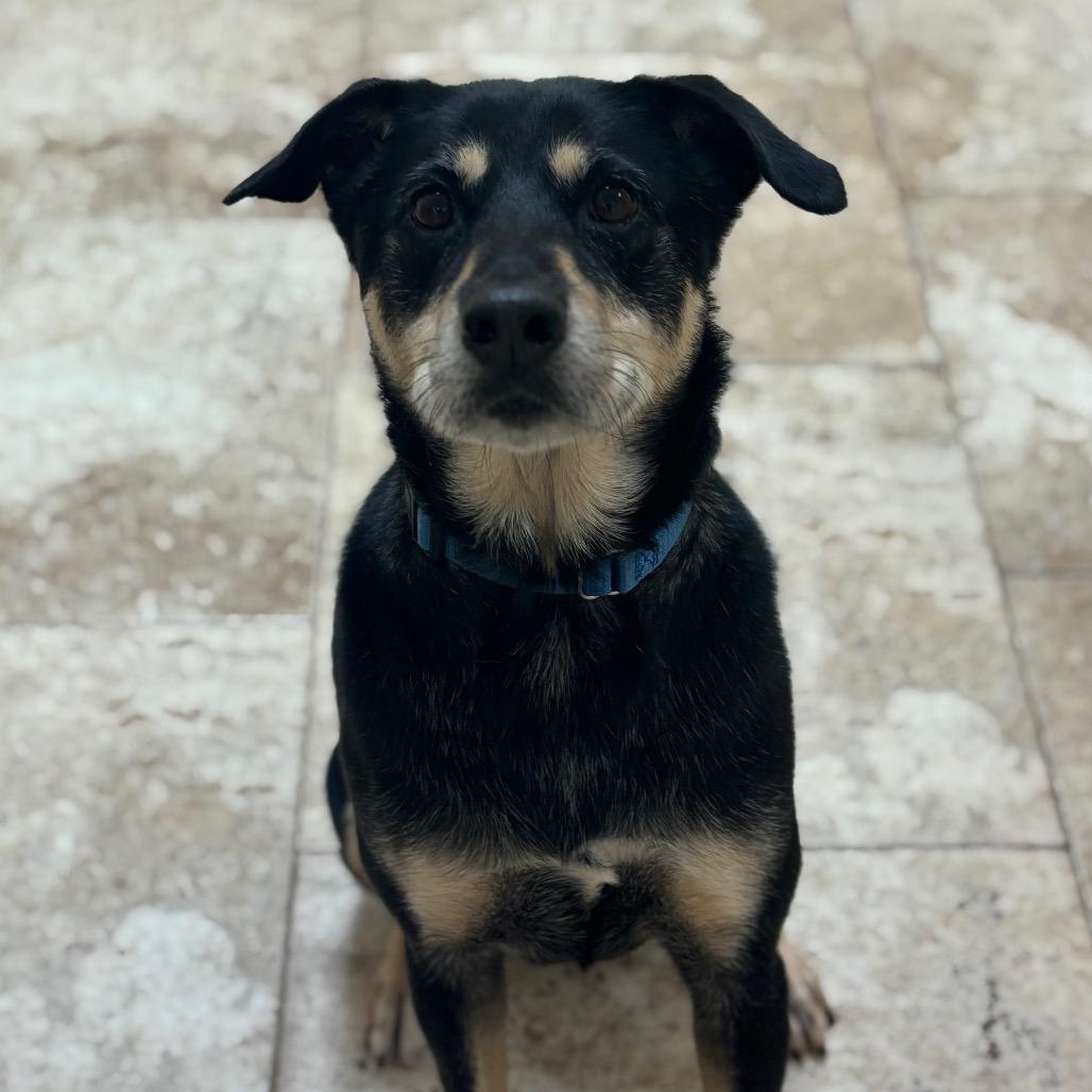 Zoe, Adoptable, Senior Female Mixed Breed.