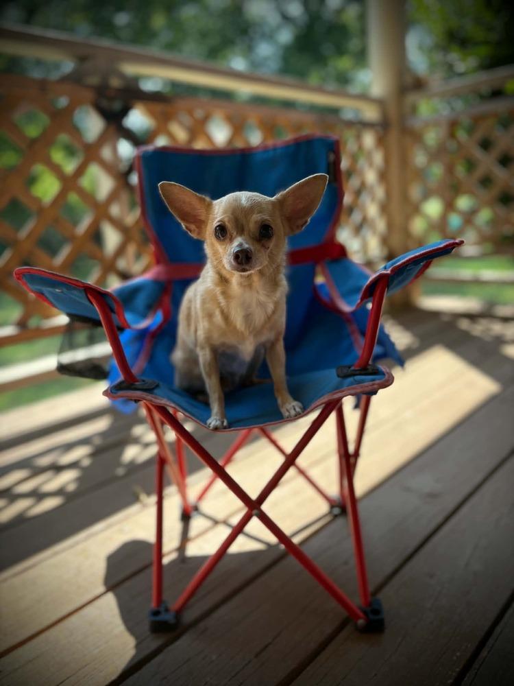 Sandy, Adoptable, Adult Female Chihuahua.