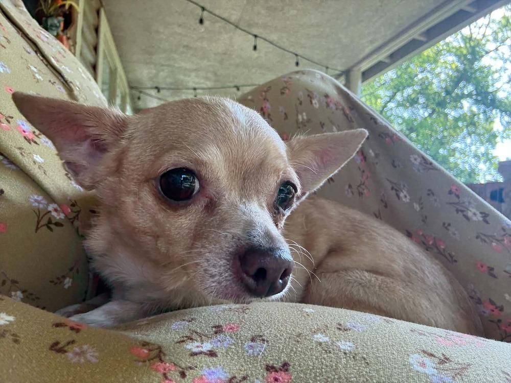 Enlarge Sandy, a Adoptable mixed breed in Middletown, CT image 6/6