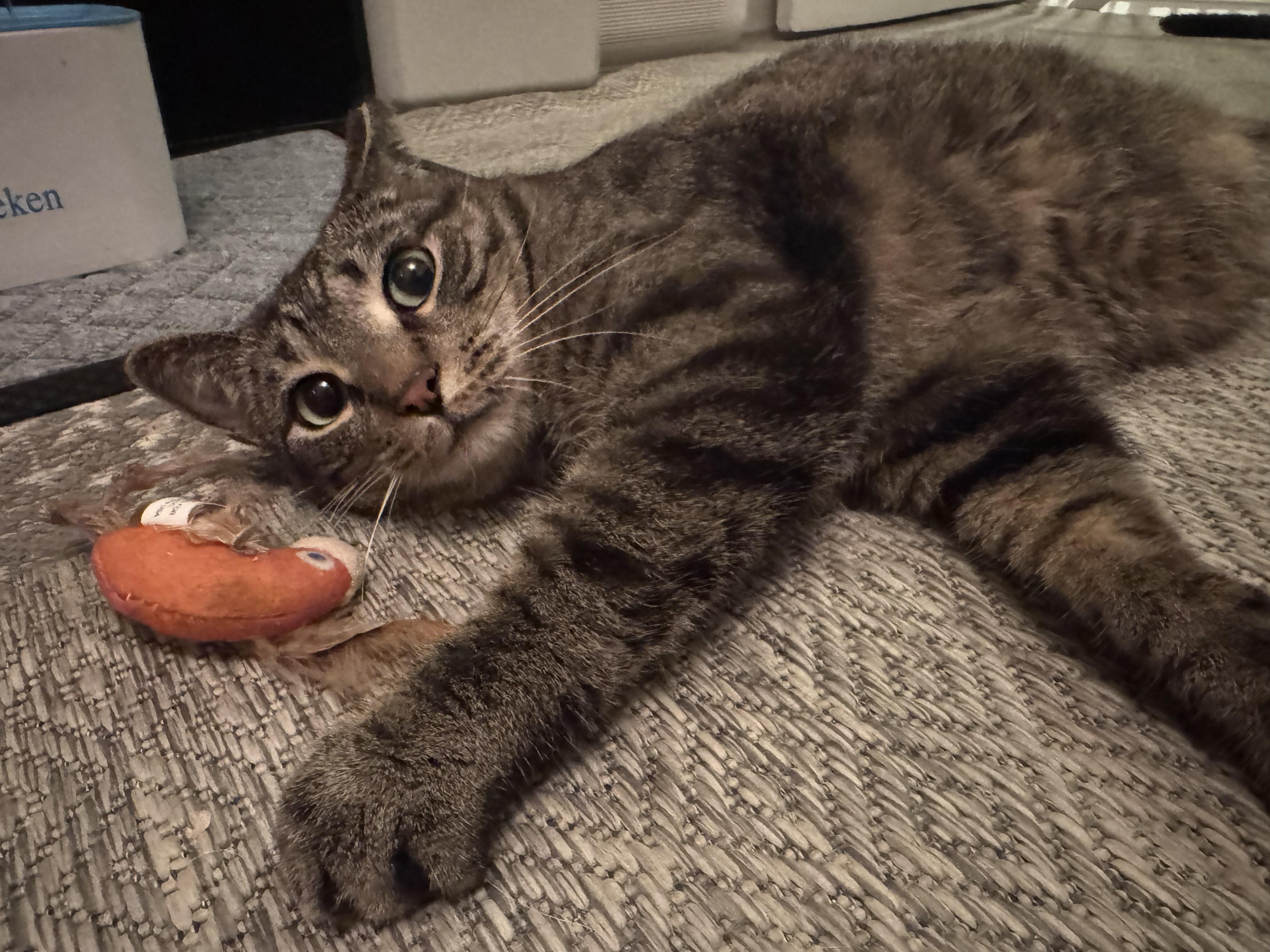 Enlarge Shrek & Fiona - bonded siblings, a Adoptable Domestic Short Hair in Bainbridge, PA image 3/6