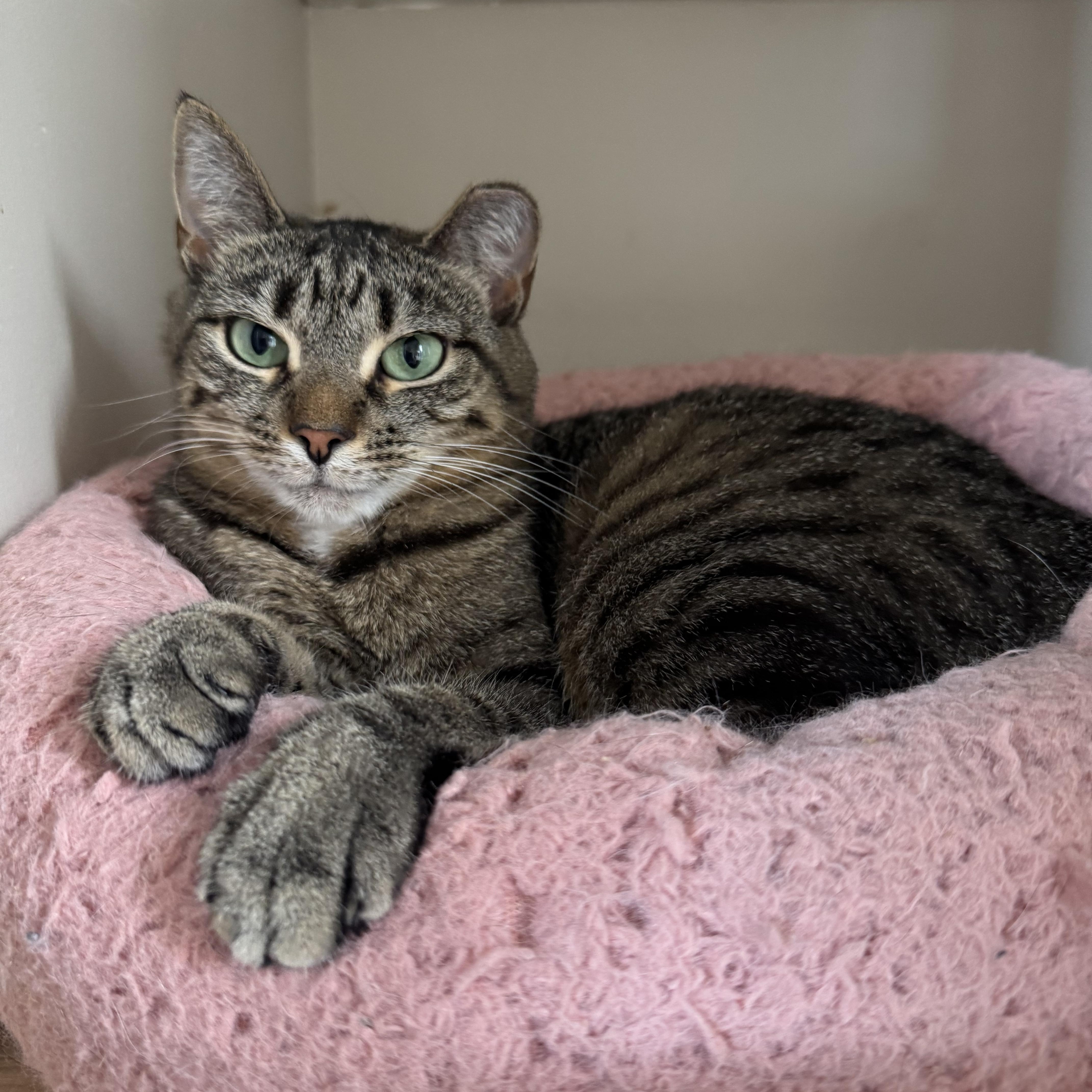 Enlarge Shrek & Fiona - bonded siblings, a Adoptable Domestic Short Hair in Bainbridge, PA image 5/6