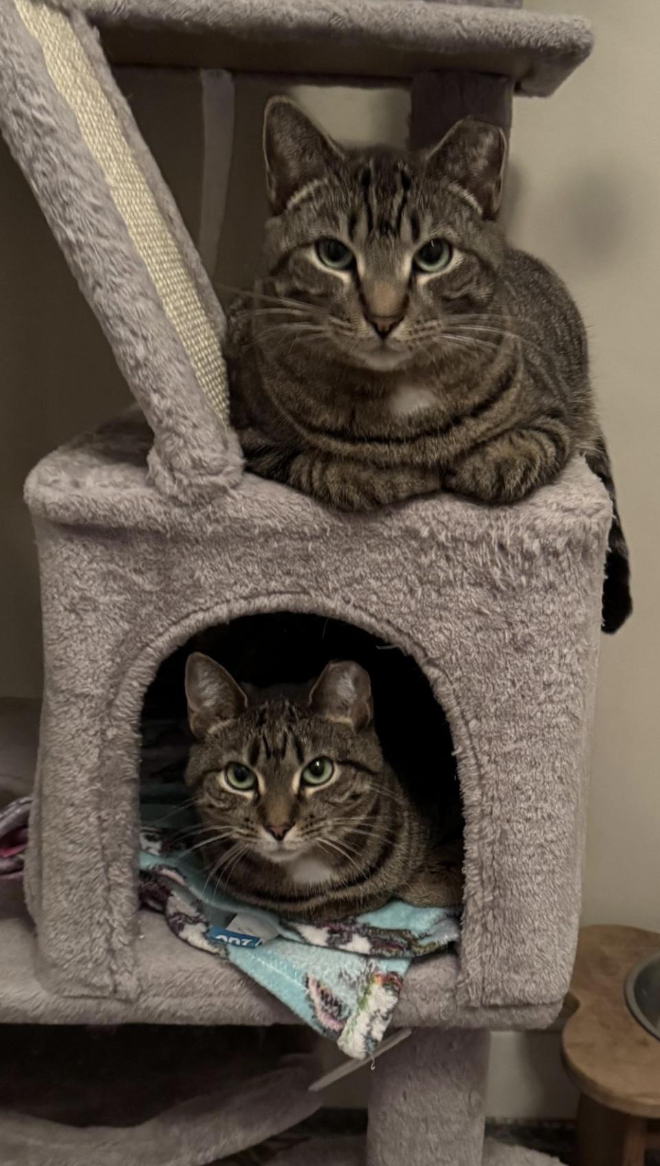 Enlarge Shrek & Fiona - bonded siblings, a Adoptable Domestic Short Hair in Bainbridge, PA image 2/6
