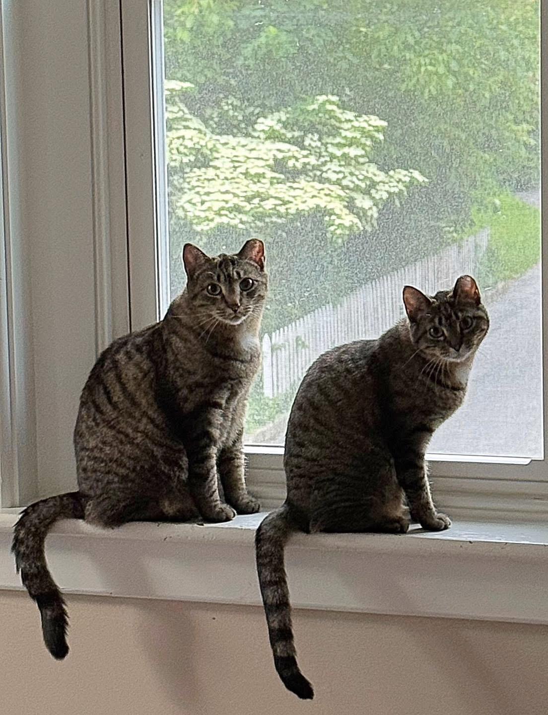 Shrek & Fiona - bonded siblings photo 6