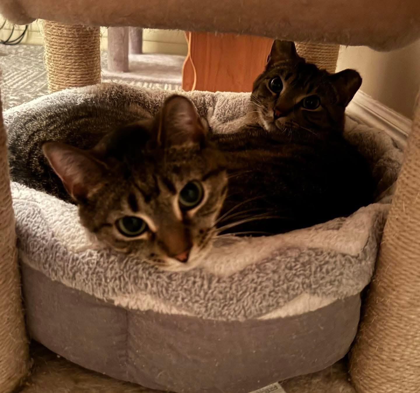 Enlarge Shrek & Fiona - bonded siblings, a Adoptable Domestic Short Hair in Bainbridge, PA image 4/6