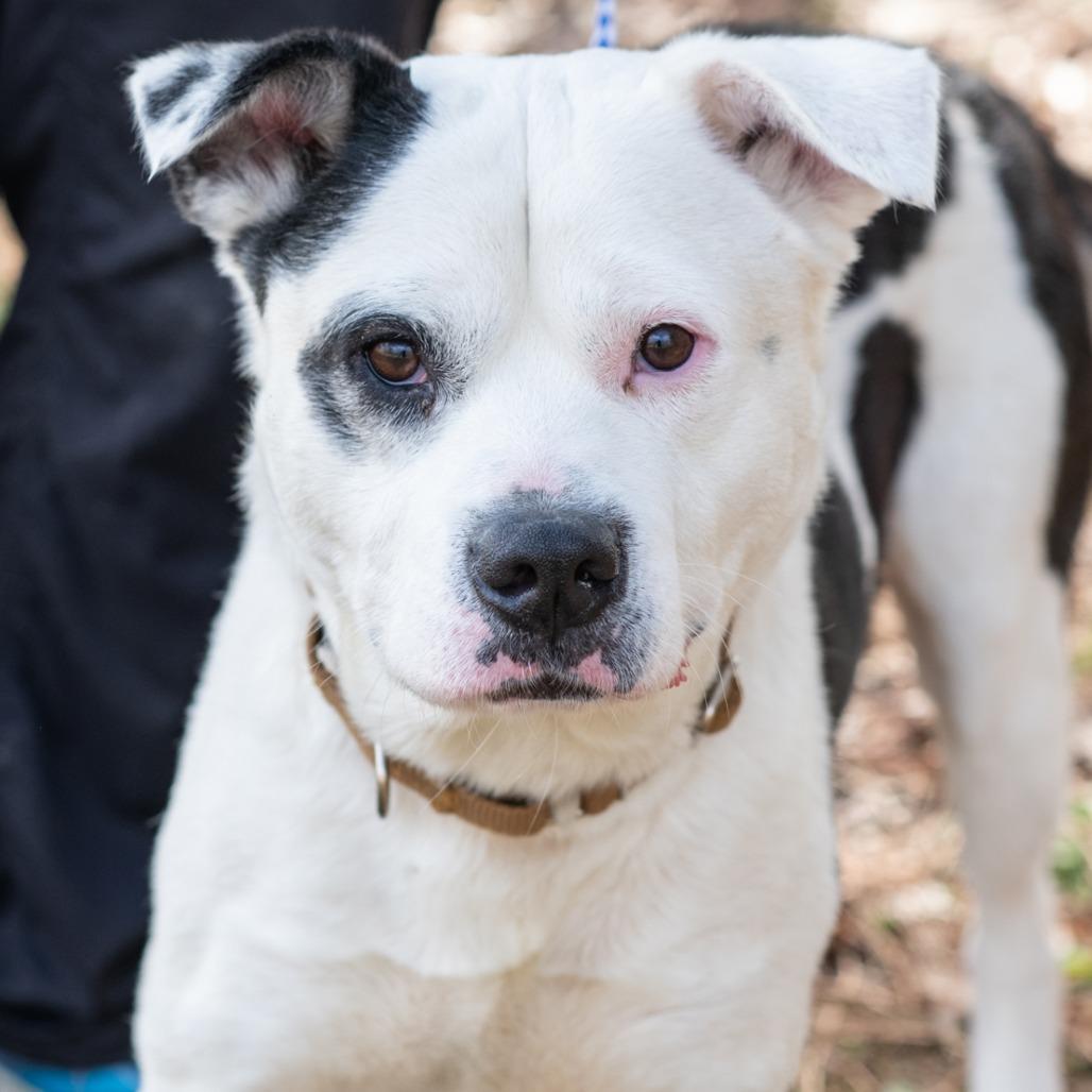 Enlarge TOBY-30502, a Adoptable mixed breed in Bartlett, TN image 1/2