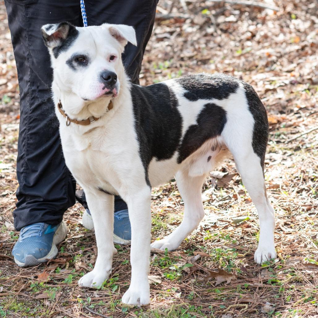Enlarge TOBY-30502, a Adoptable mixed breed in Bartlett, TN image 2/2