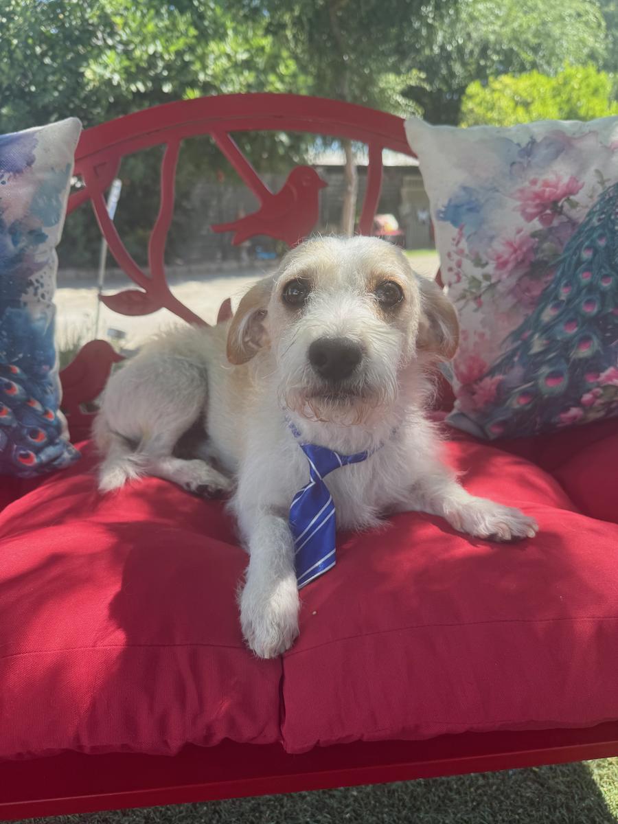 Sully, adopted, Adult Male Terrier.
