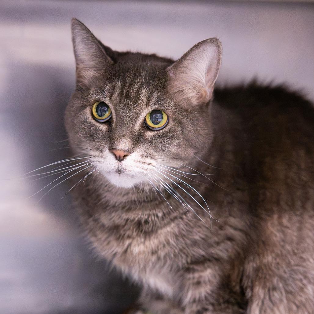 Ethel, Adoptable, Adult Female Domestic Short Hair & Mixed Breed.