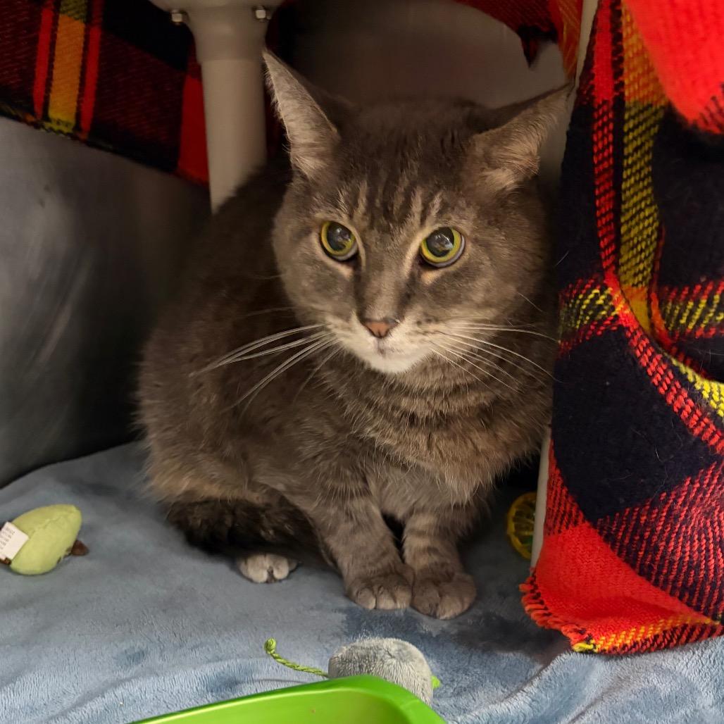 Enlarge Ethel, a Adoptable mixed breed in Mentor, OH image 2/2