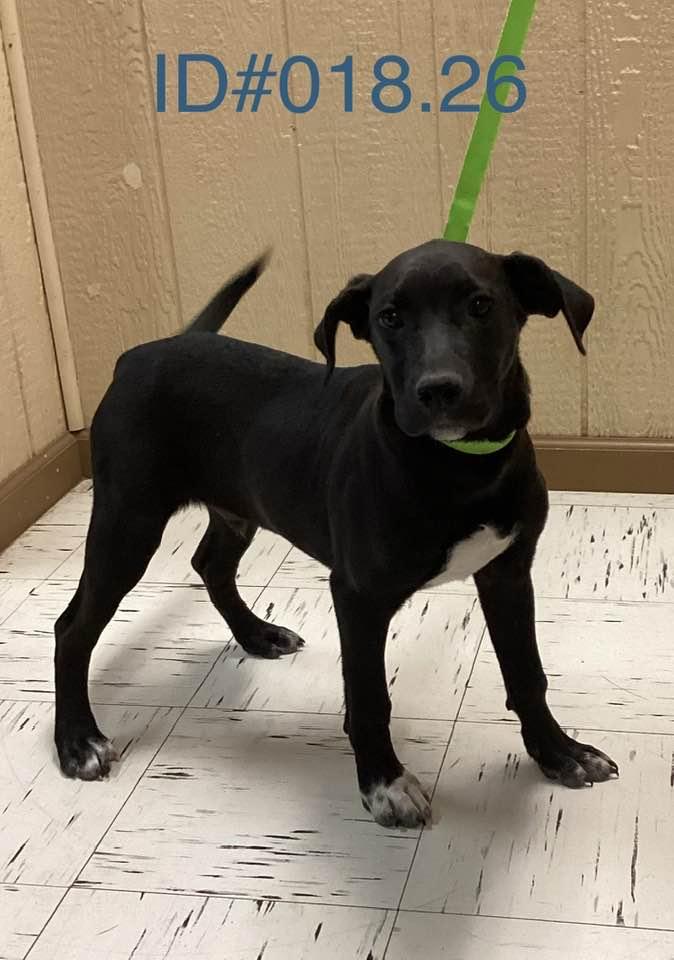 #018.26, ADOPTABLE, Young Male Black Labrador Retriever.