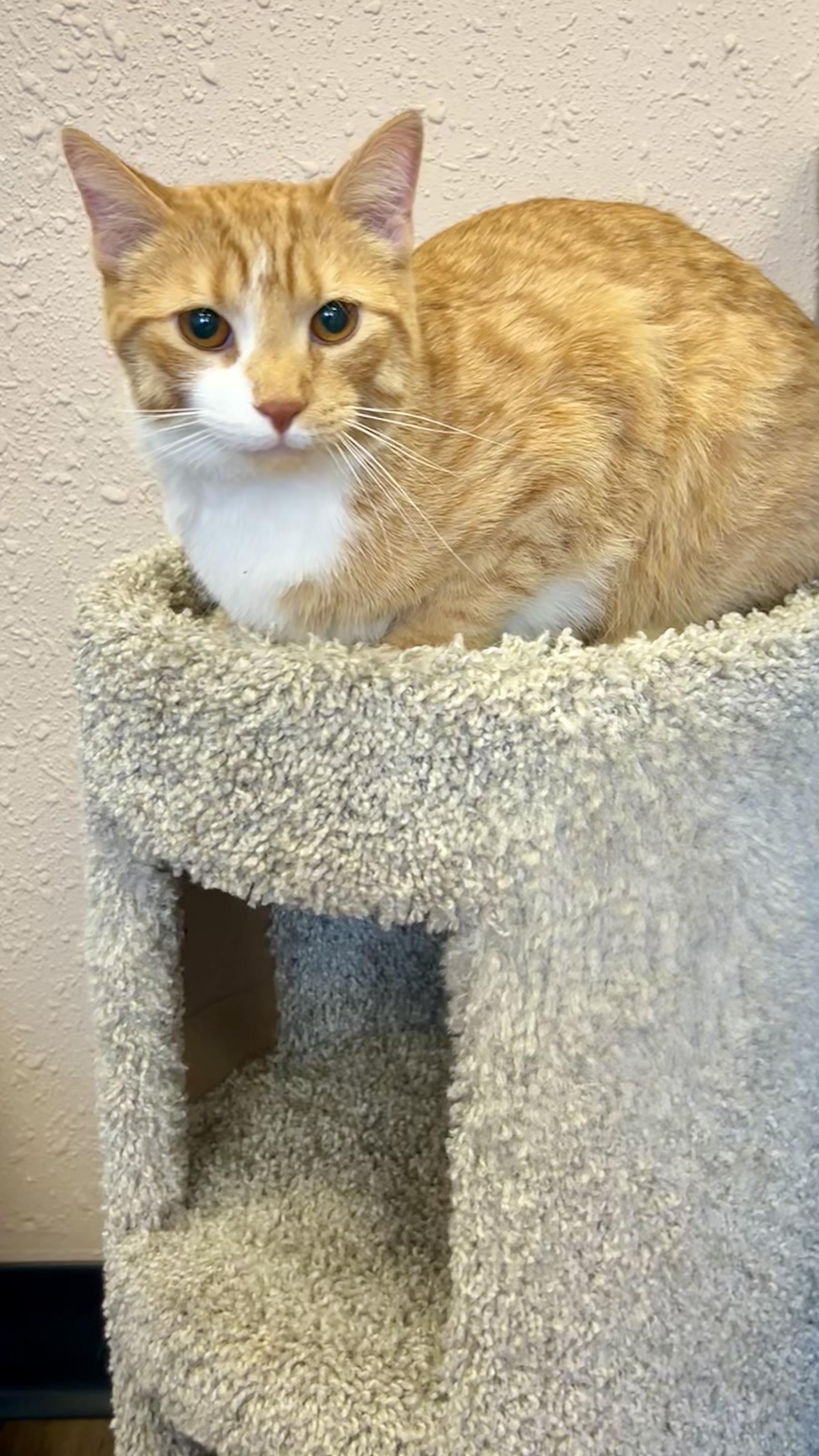 Enlarge Foxtrot, a Adoptable Domestic Short Hair in Decatur, IL image 5/6