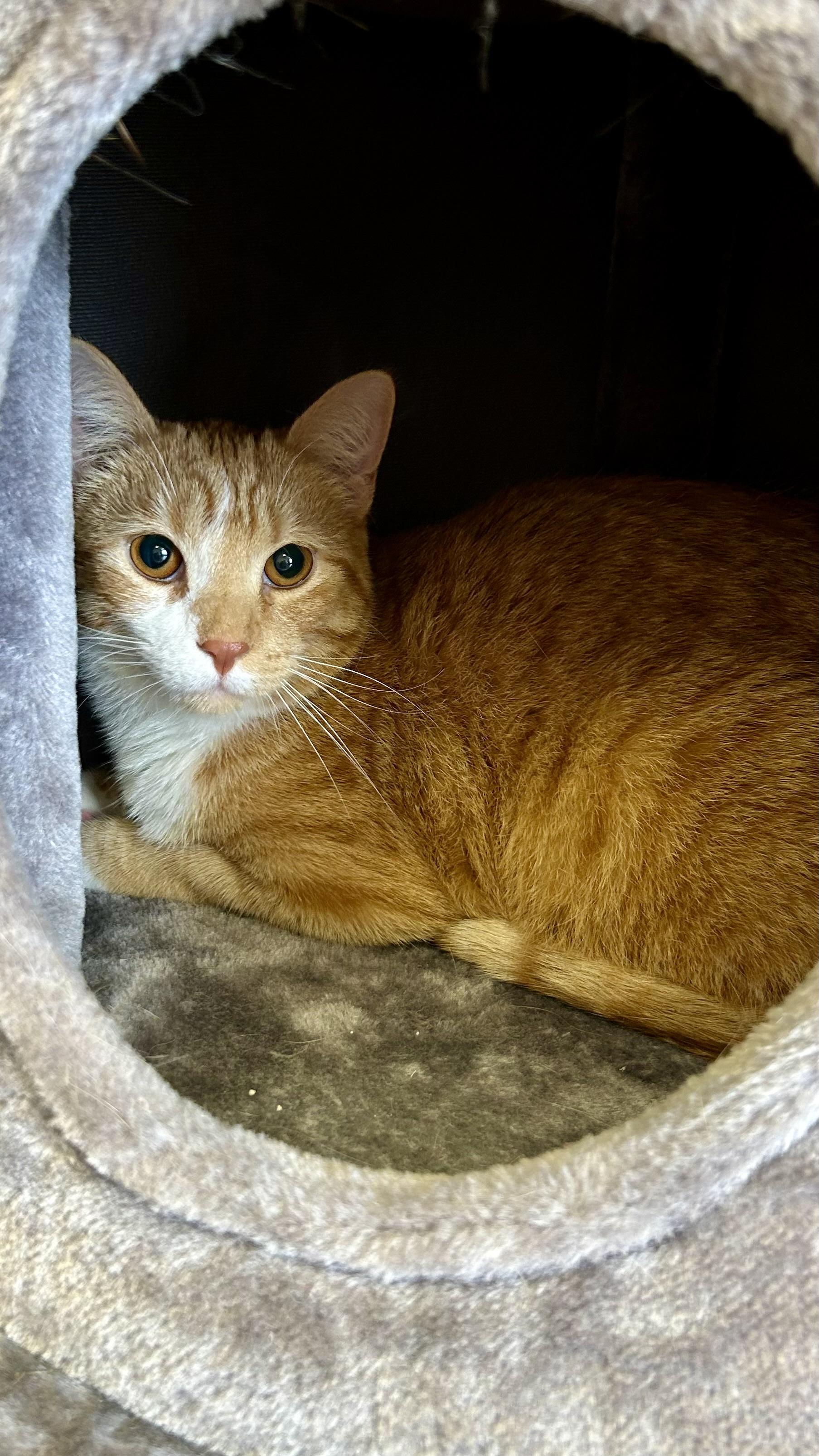 Enlarge Foxtrot, a Adoptable Domestic Short Hair in Decatur, IL image 3/6
