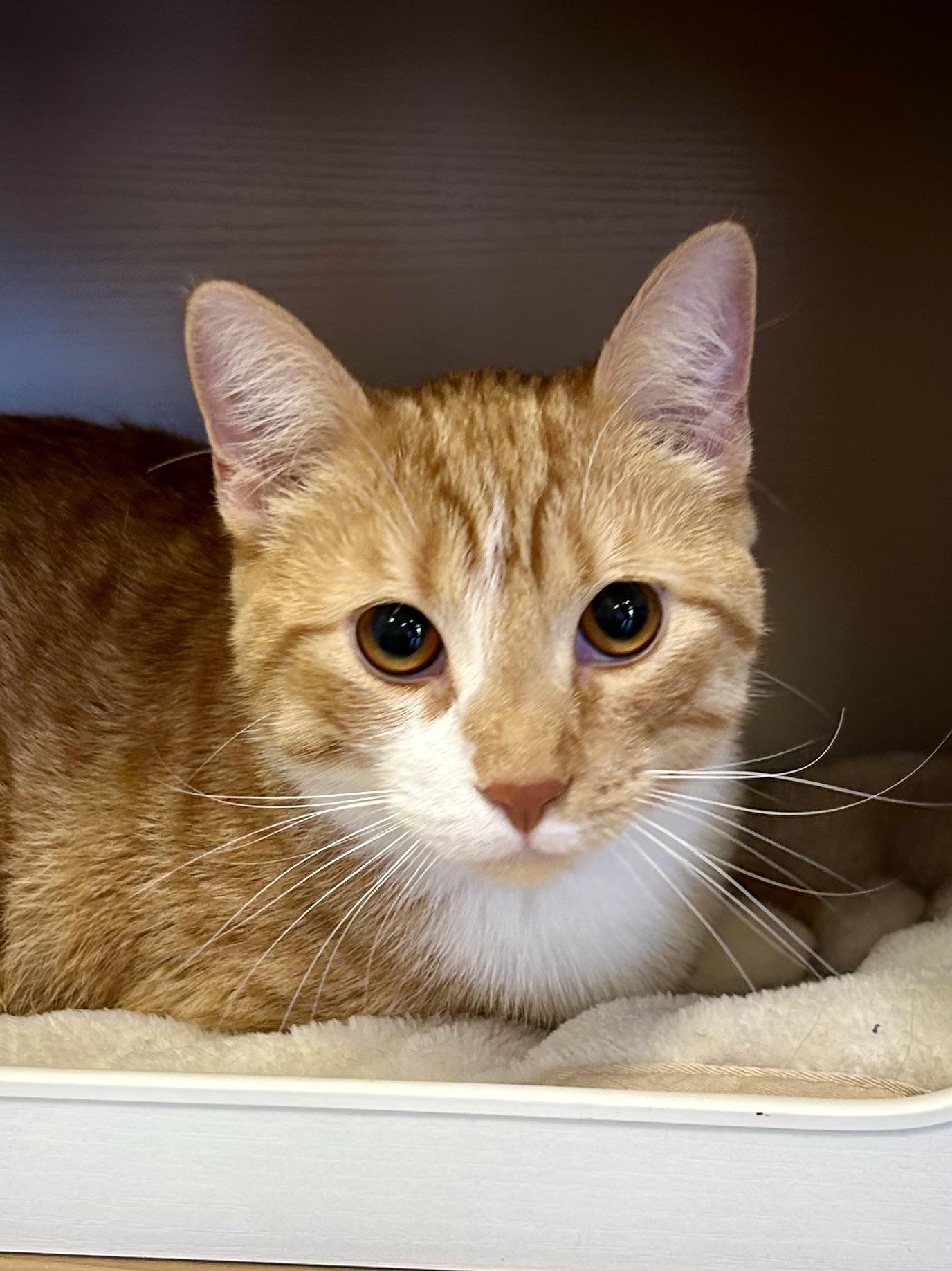 Enlarge Foxtrot, a Adoptable Domestic Short Hair in Decatur, IL image 1/6