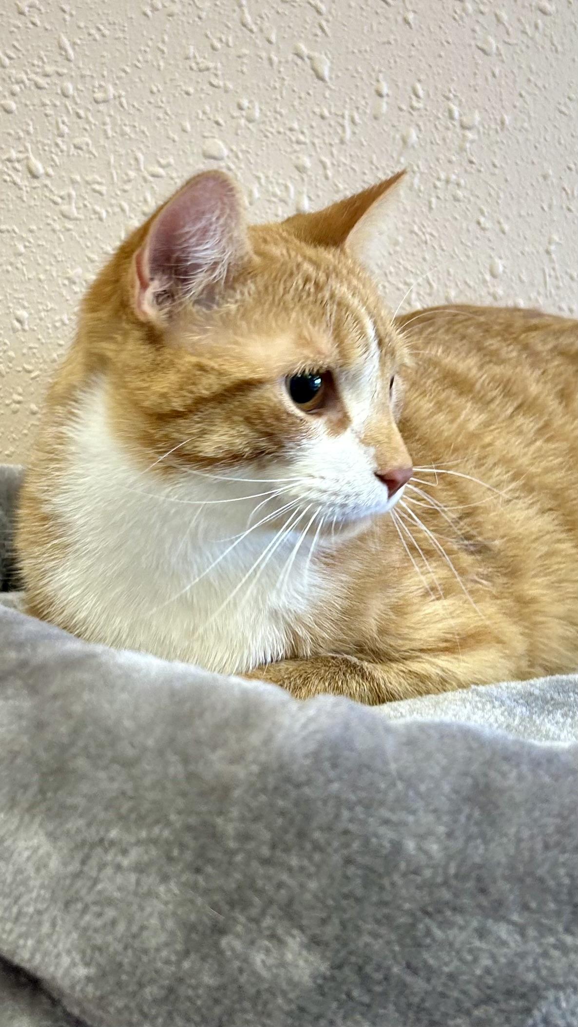 Enlarge Foxtrot, a Adoptable Domestic Short Hair in Decatur, IL image 6/6