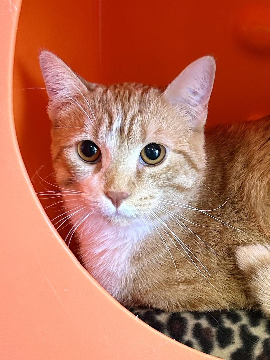 Enlarge Foxtrot, a Adoptable Domestic Short Hair in Decatur, IL image 2/6