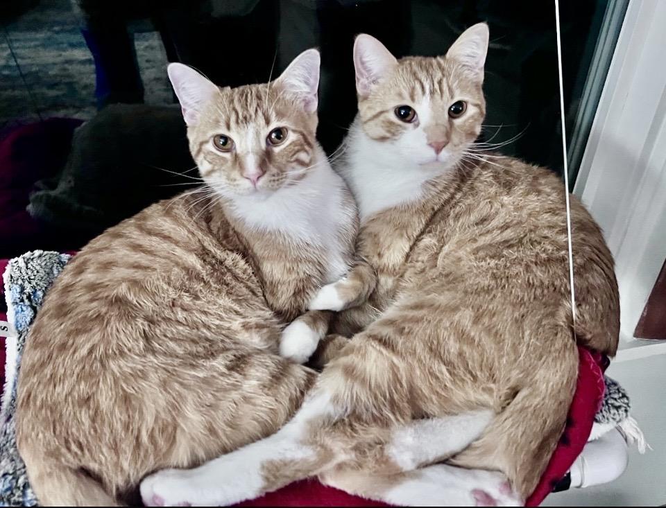 Enlarge Foxtrot, a Adoptable Domestic Short Hair in Decatur, IL image 4/6