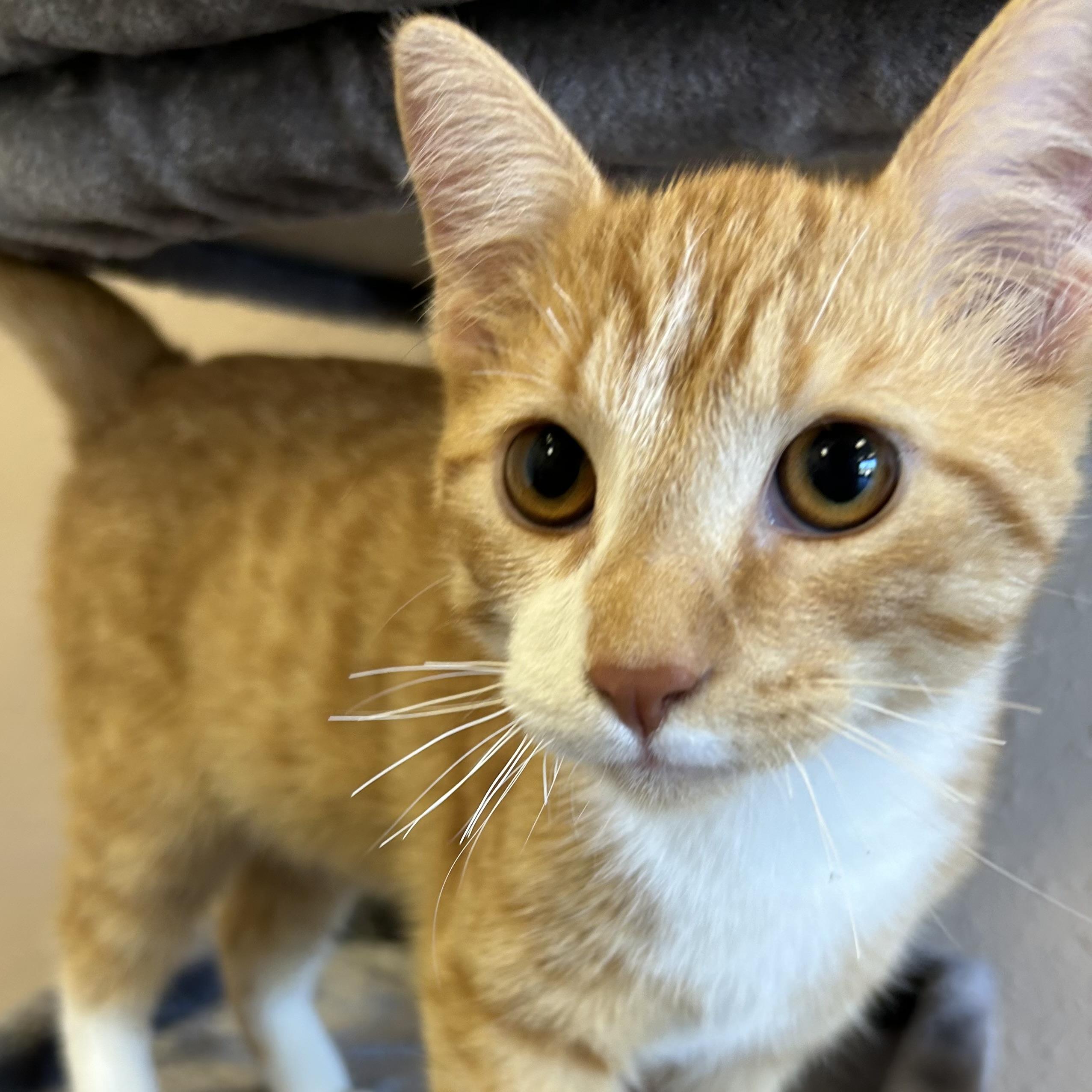 Enlarge Foxtrot, a Adoptable Domestic Short Hair in Decatur, IL image 2/4