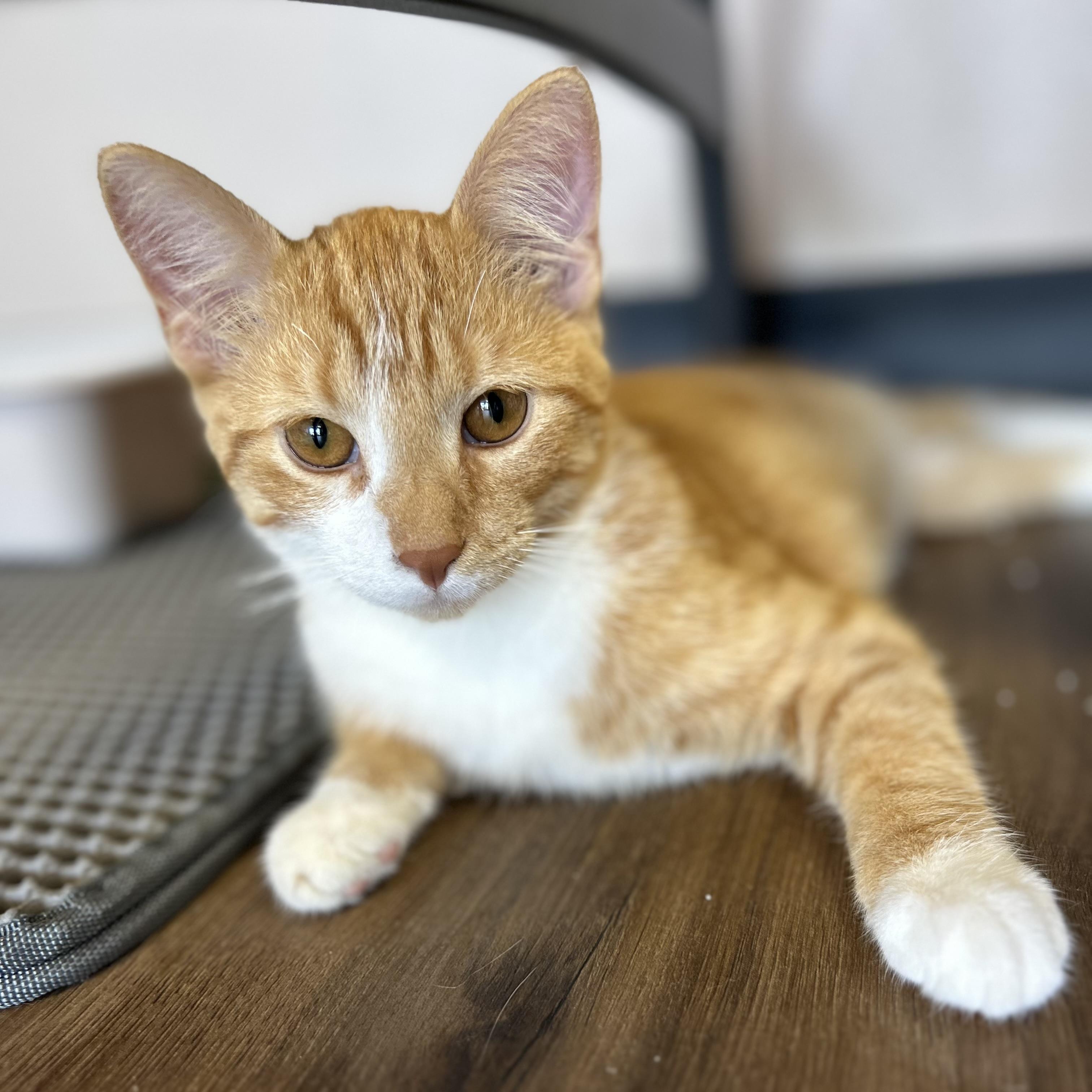 Enlarge Foxtrot, a Adoptable Domestic Short Hair in Decatur, IL image 3/4