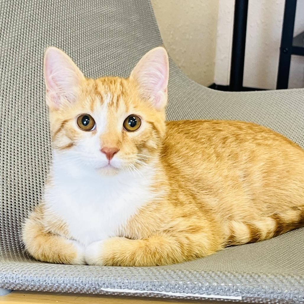 Enlarge Foxtrot, a Adoptable Domestic Short Hair in Decatur, IL image 1/4