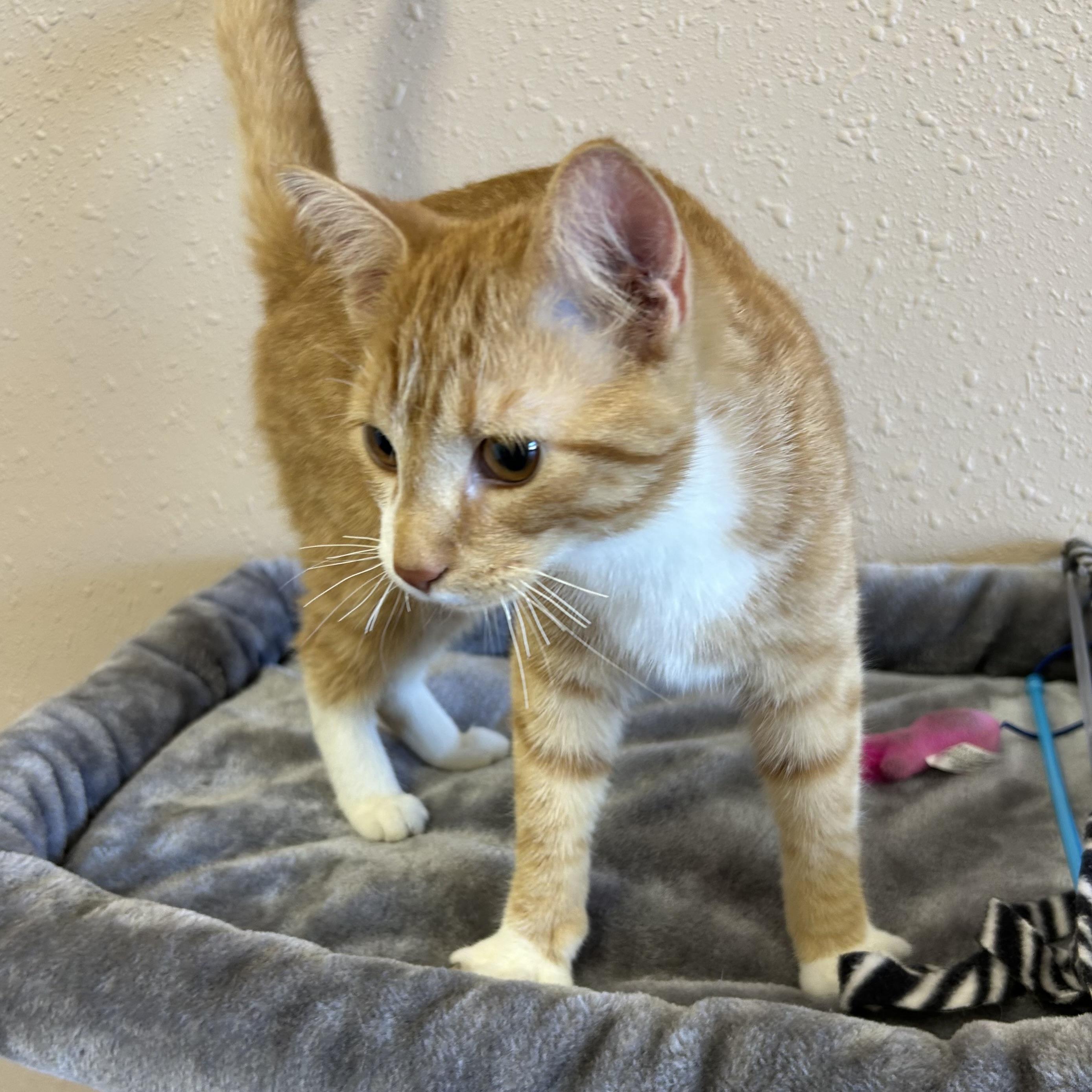 Enlarge Foxtrot, a Adoptable Domestic Short Hair in Decatur, IL image 4/4