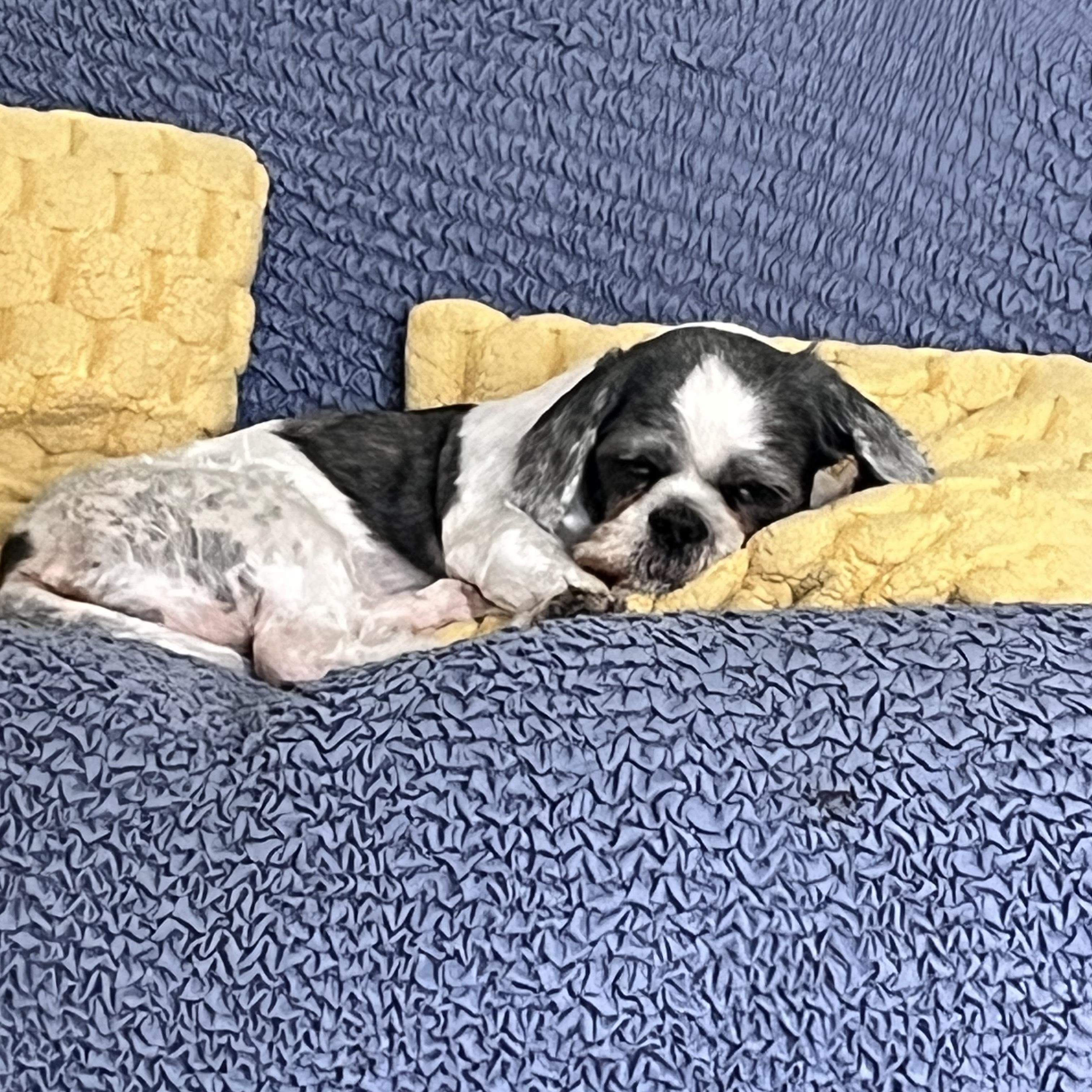 Sophia