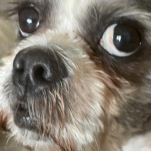 Sophia