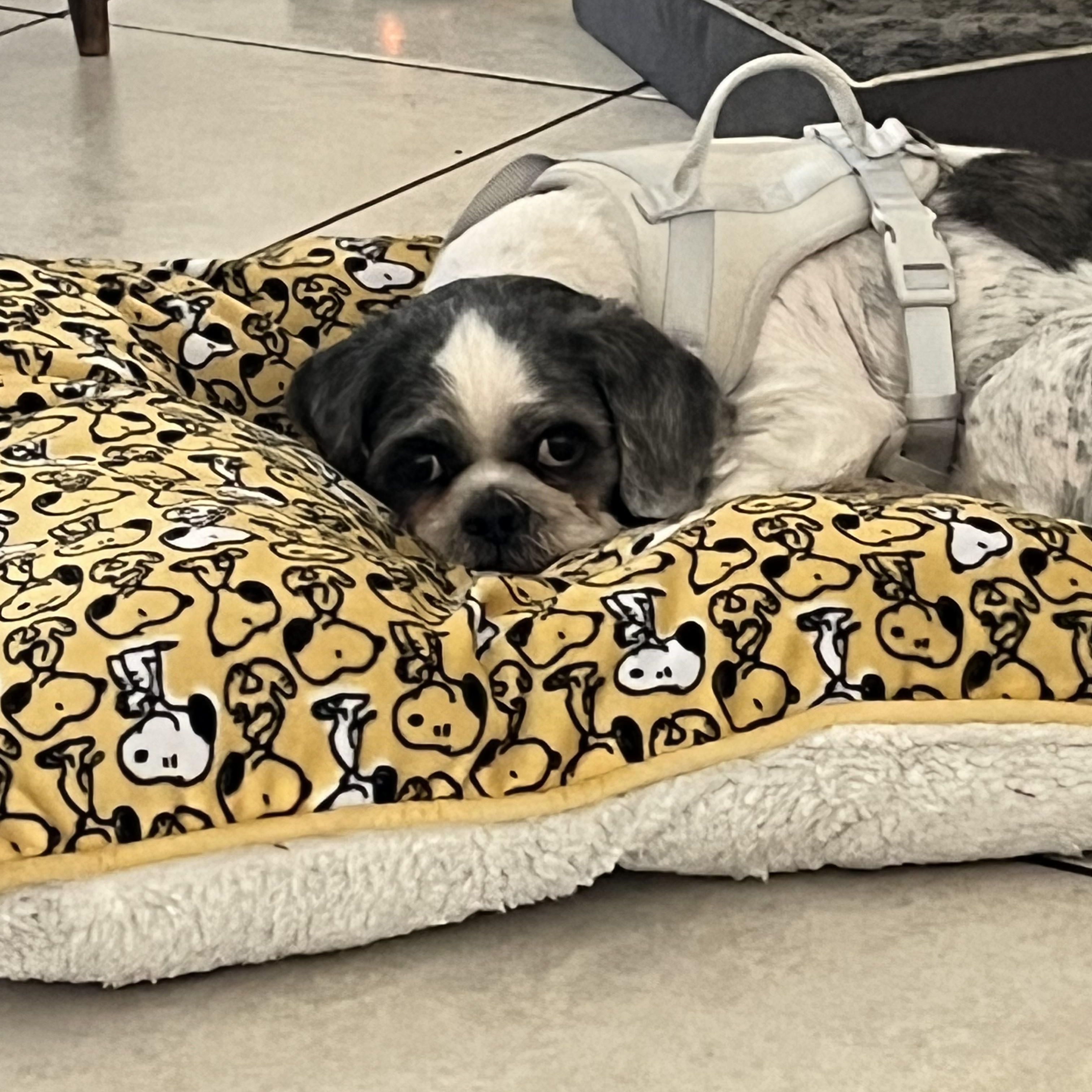 Sophia