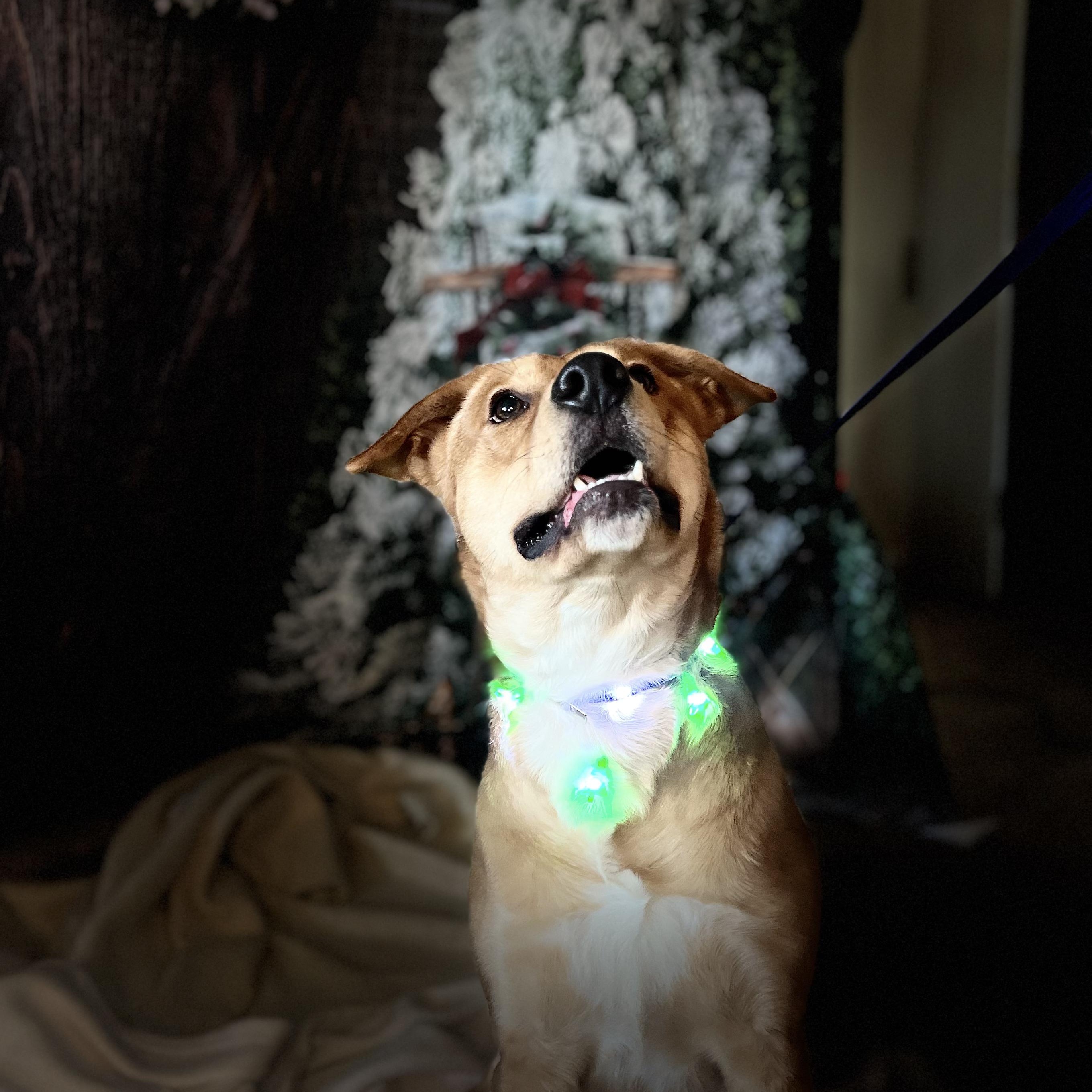 Enlarge Niko, a Adoptable mixed breed in Salisbury, MD image 5/5