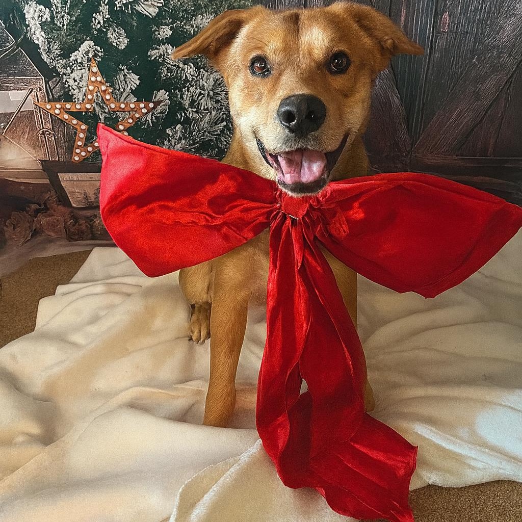 Niko, Adoptable, Young Male Shepherd.