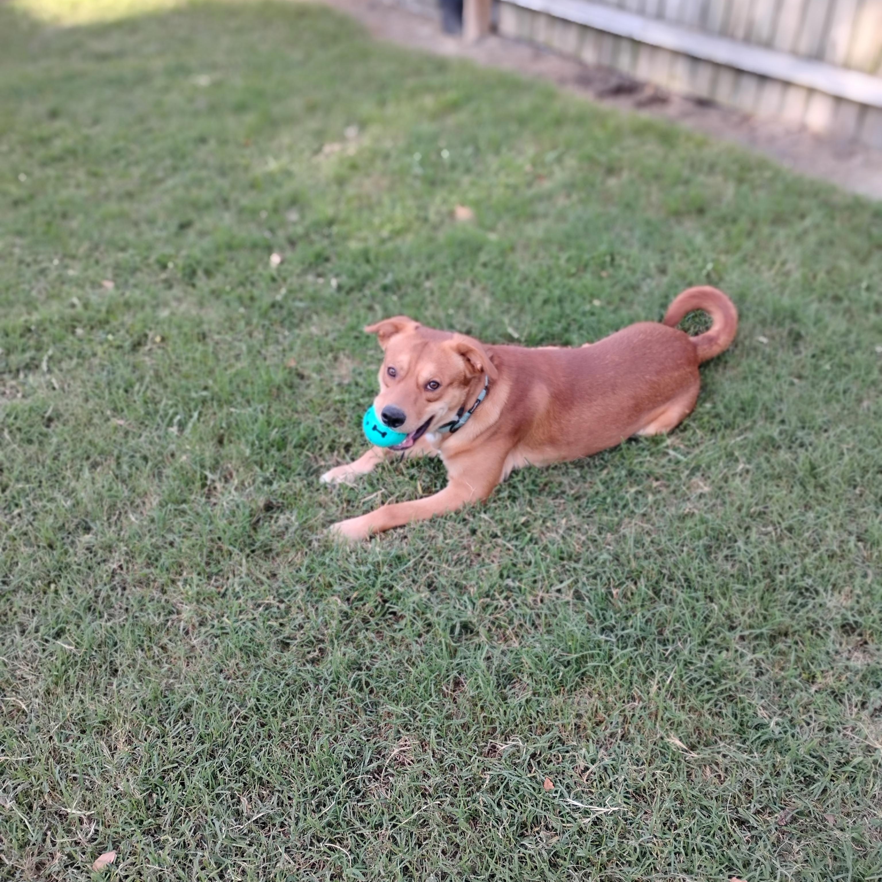 Niko, Adoptable, Young Male Shepherd.