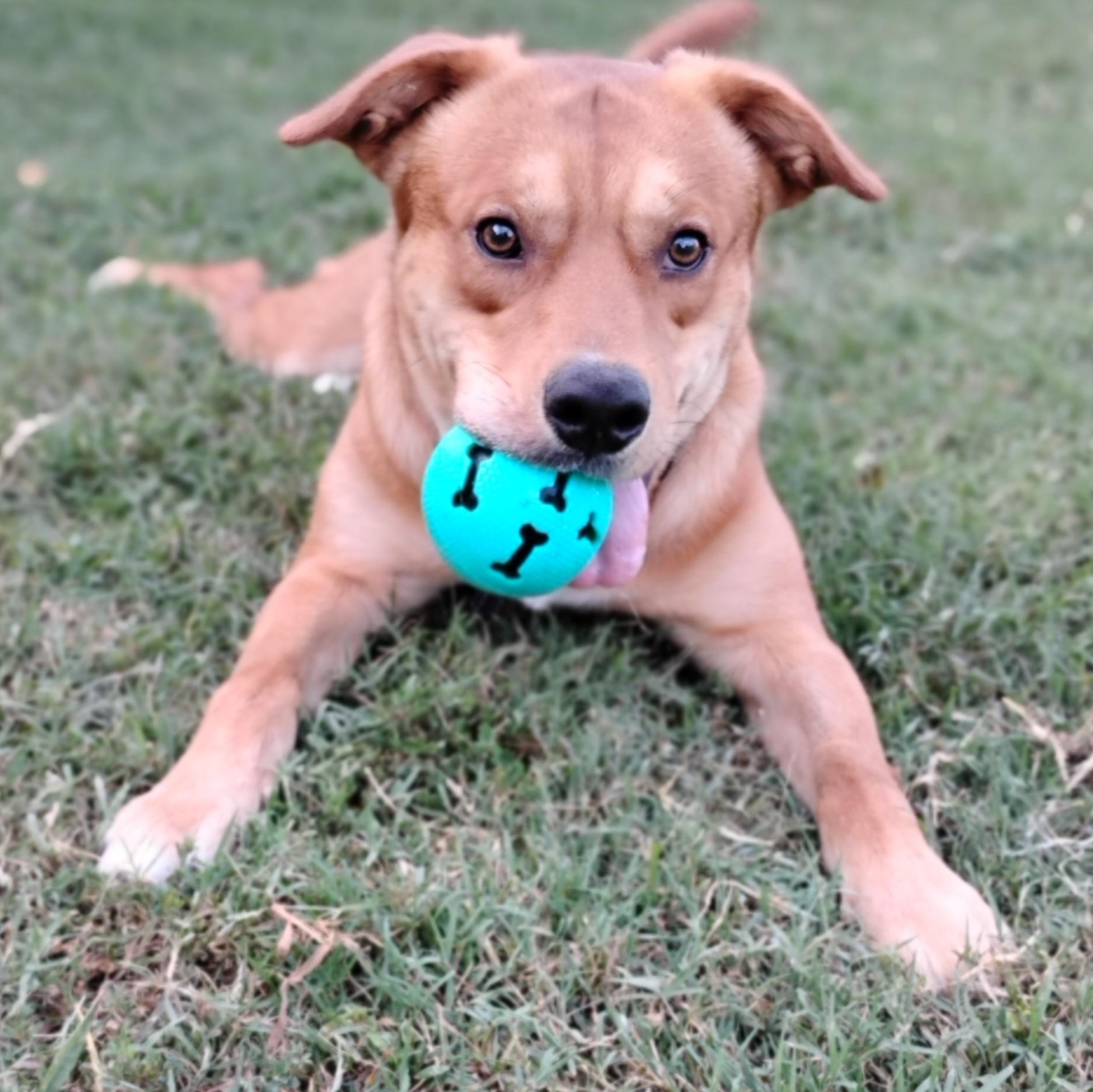Enlarge Niko, a Adoptable mixed breed in Salisbury, MD image 2/2