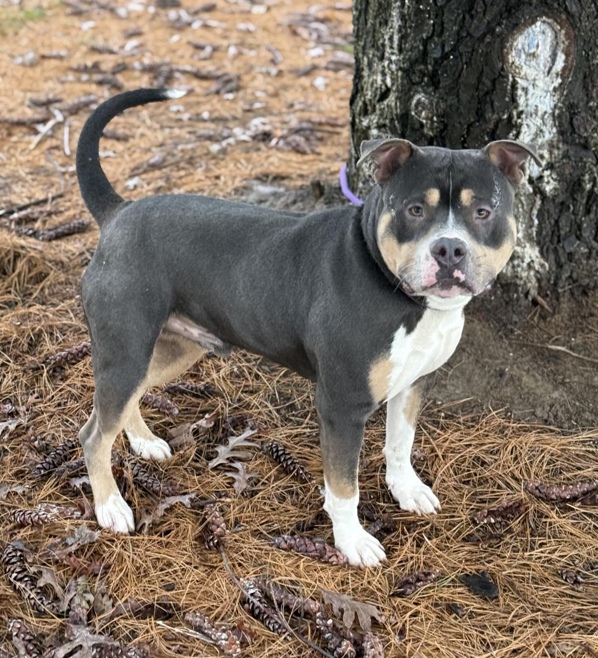 Butch (in a FOSTER home), Adoptable, Adult Male Pit Bull Terrier & Mixed Breed.